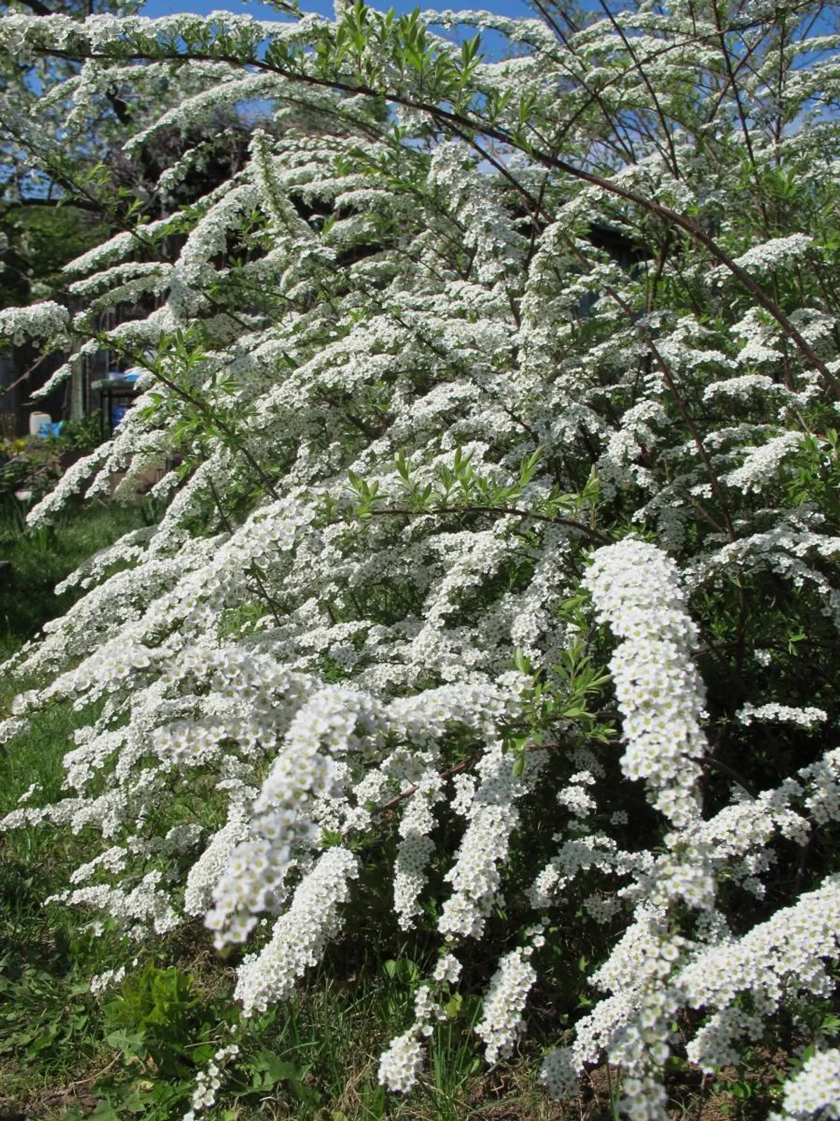 Norskspirea 'Grefsheim' E, 20-40 cm — närbild