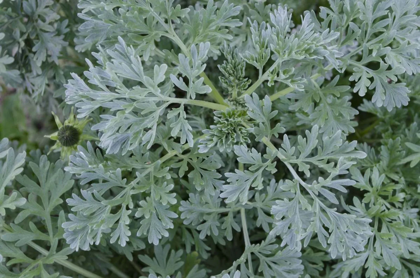 Äkta Malört med silvergråa, aromatiska blad, klassisk perenn ört för kryddträdgården.