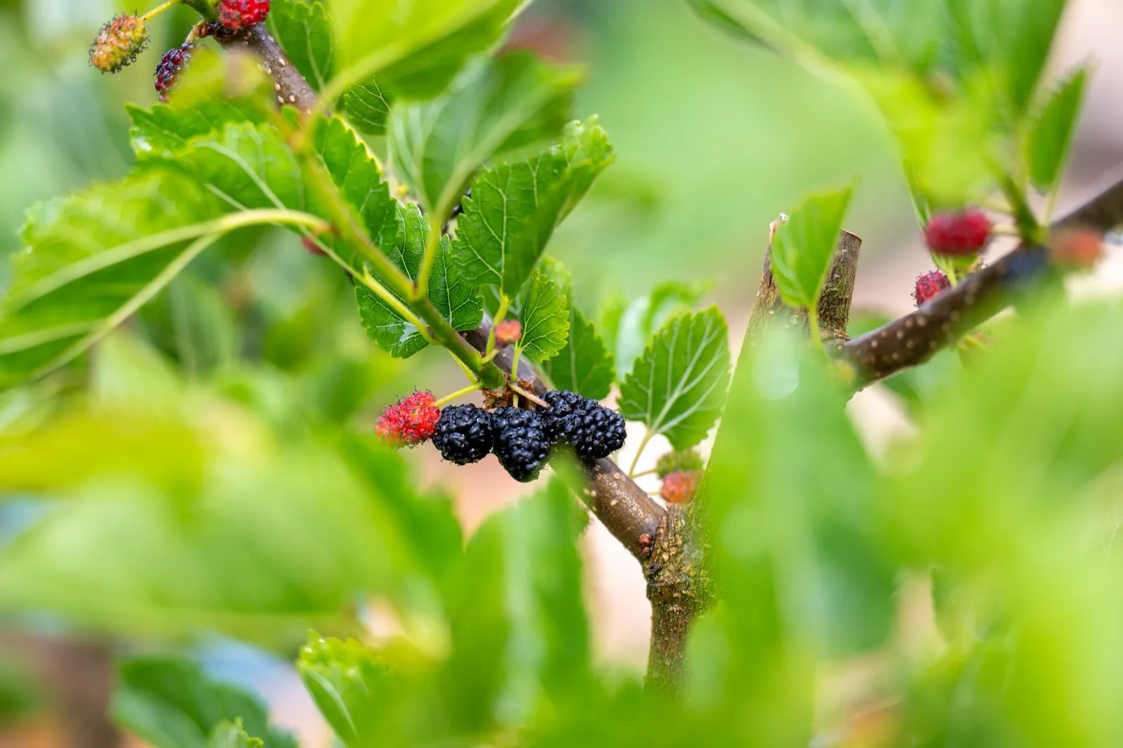 Mullbär MOJO BERRY ('Matsunaga'PBR) - bild 4