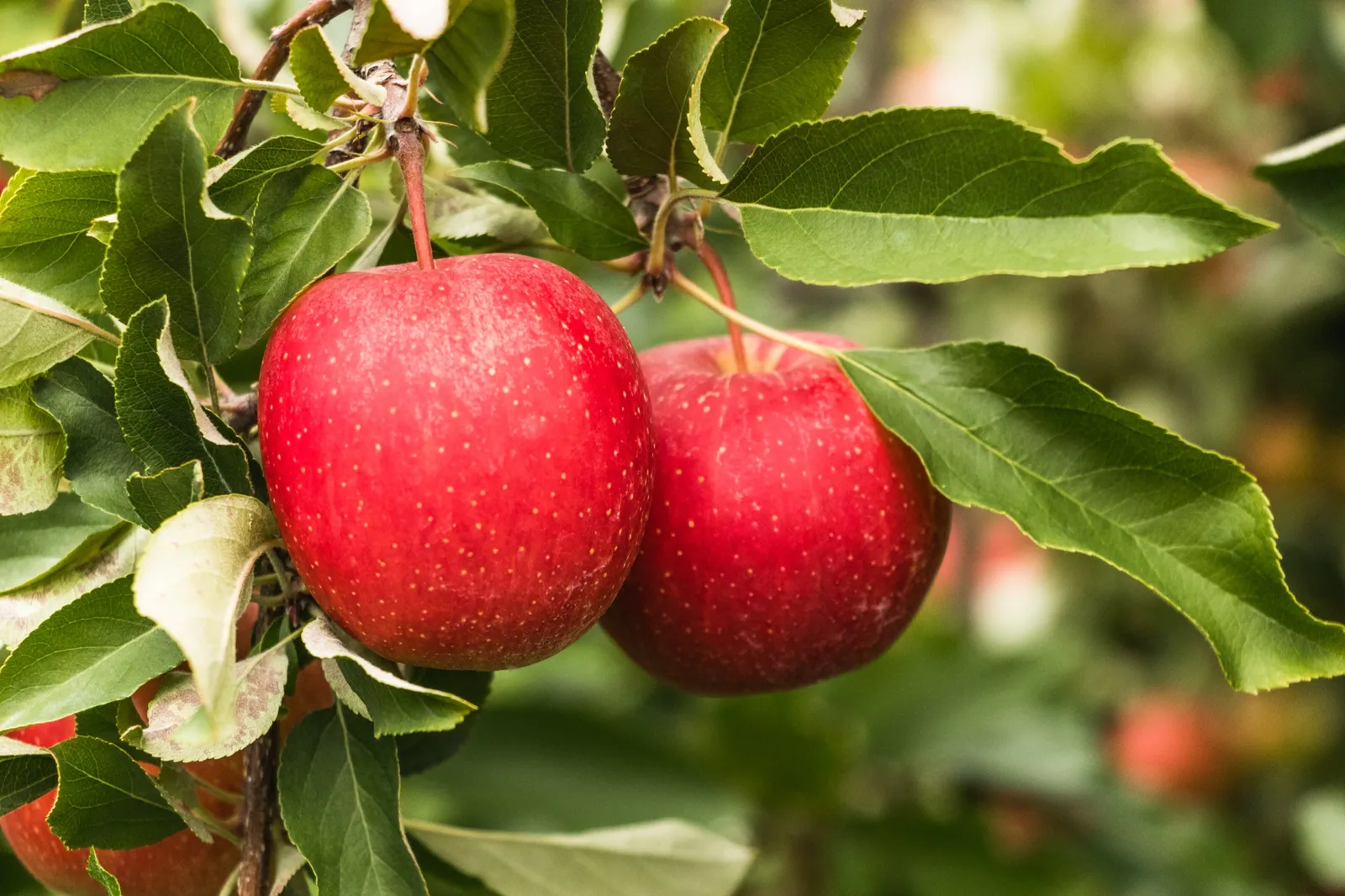 Äpple 'Summerred', svagväxande, B9 - bild 2
