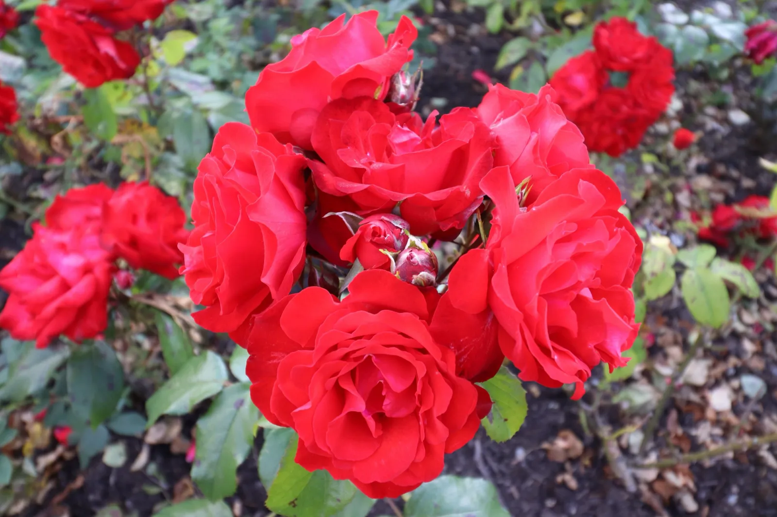 Floribundaros ALLOTRIA ('Tanal') - bild 2