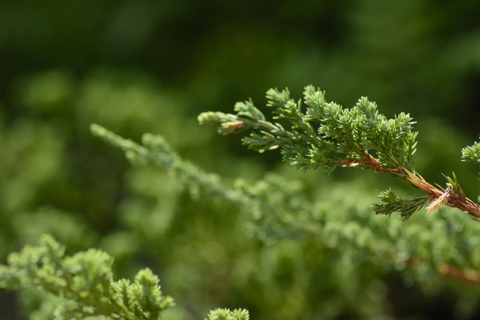 En 'Green Carpet', 30-40 cm - bild 3