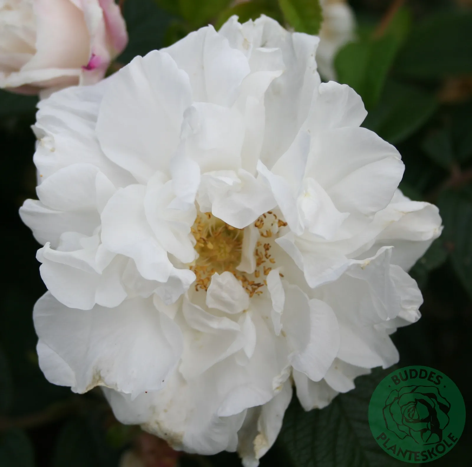 Rugosa-ros 'Louise Bugnet' - bild 2