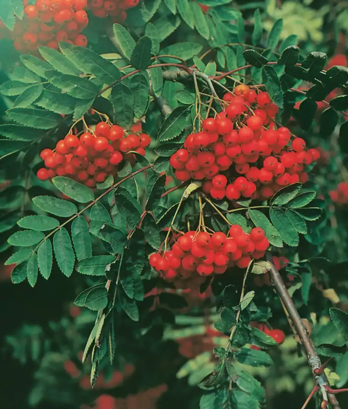 Rönn, 40-60 cm — närbild