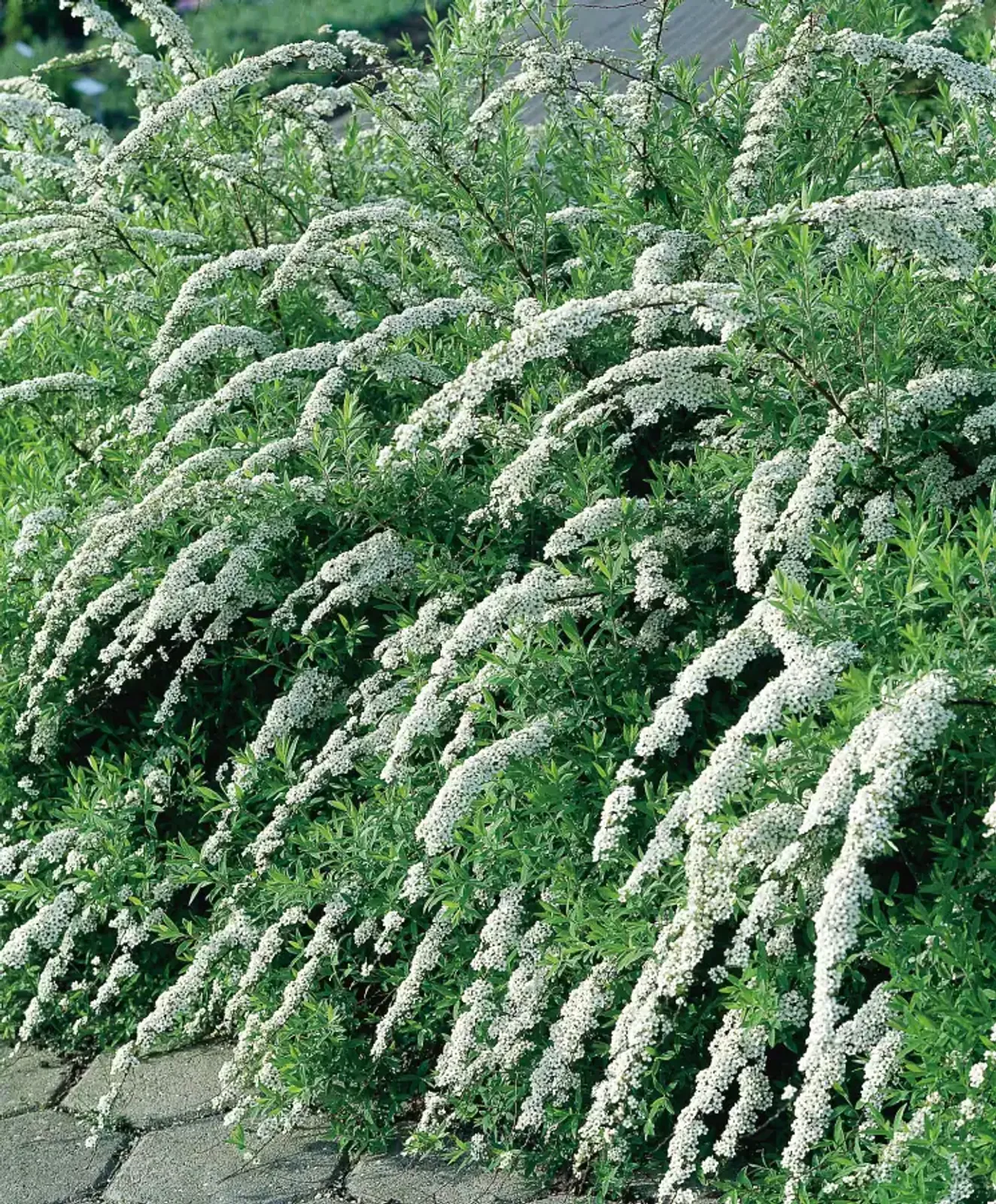 Norskspirea 'Grefsheim' med riklig vit blomning på hängande grenar, en av de mest populära häckväxterna.