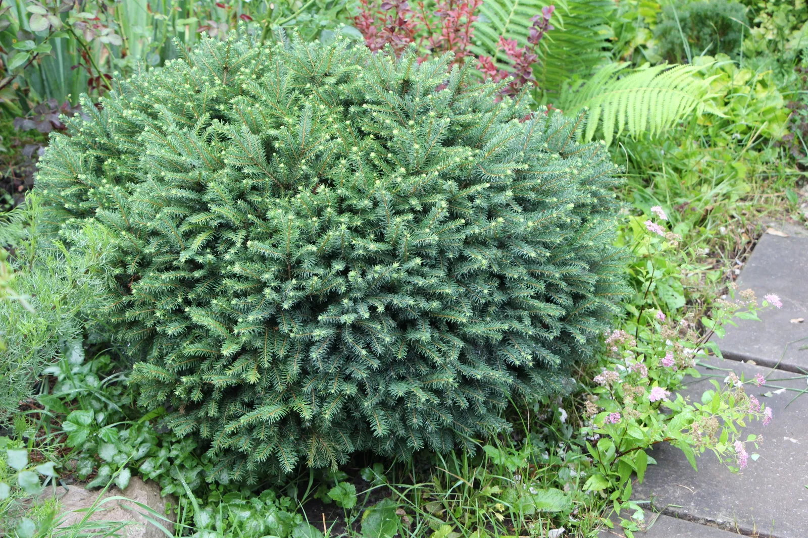Dvärggran 'Karel', 25-30 cm - bild 4