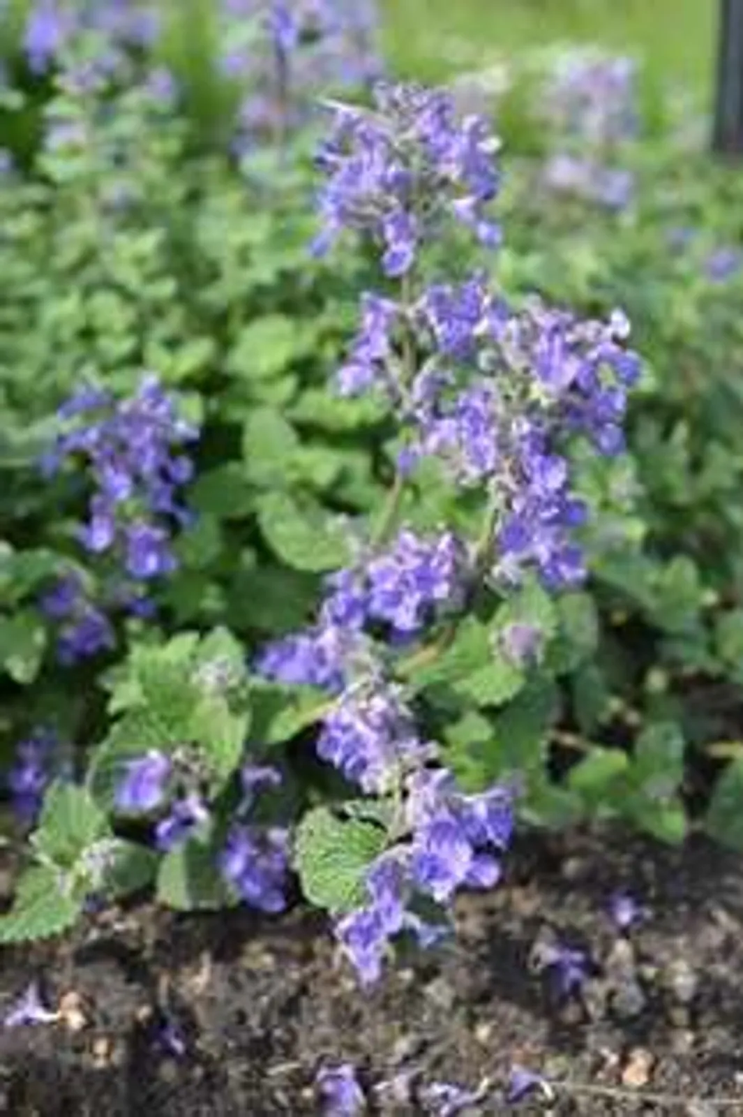 Bergnepeta 'Linghem' med blå blommor och aromatiska blad, härdigt perenn för nordiska trädgårdar.