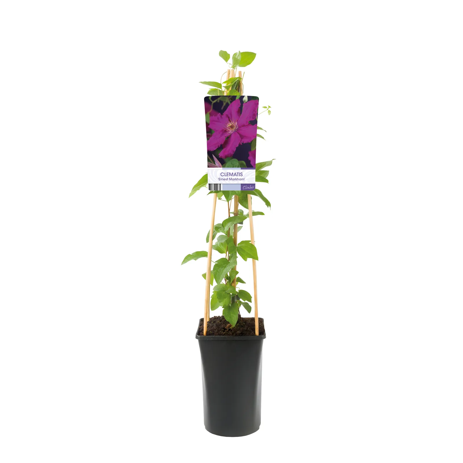 Klematis (Sena Storblommiga Gruppen) 'Ernest Markham' - bild 2