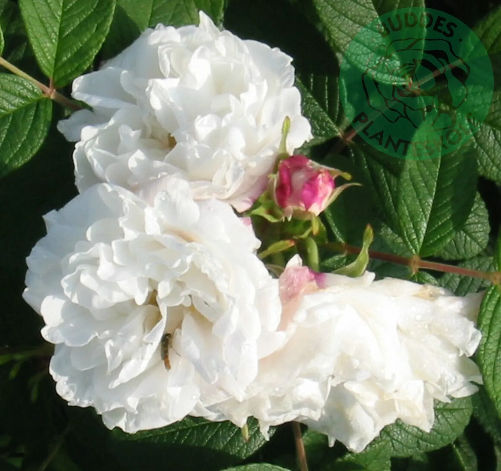 Rugosa-ros 'Louise Bugnet' - bild 1