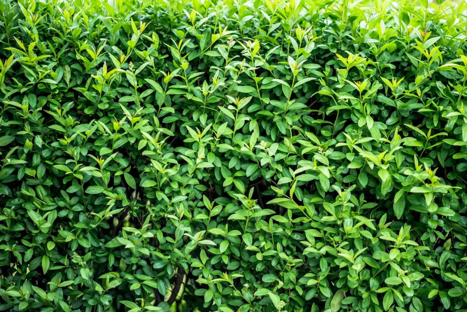 Vinterliguster 'Liga', 125-150 cm, Goliat — detalj 2