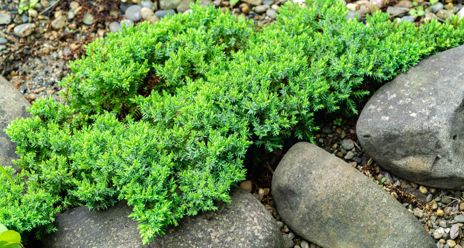 Japansk kryp-en 'Nana', 25-30 cm - bild 1