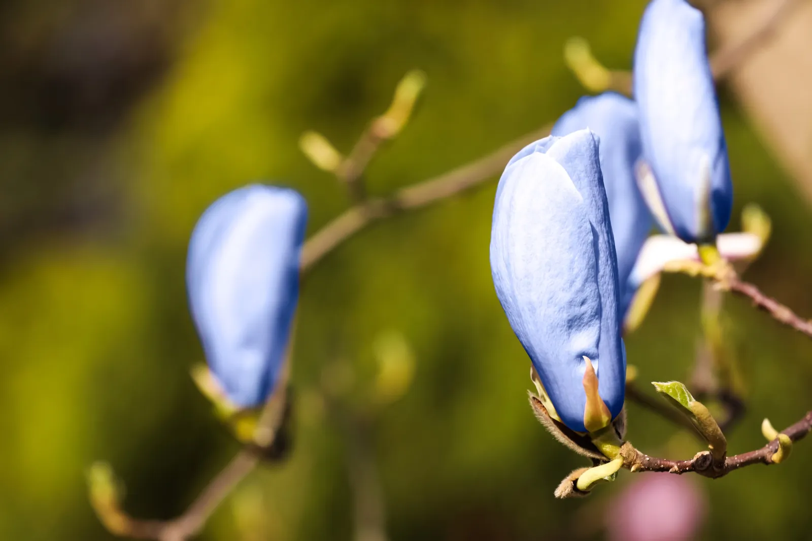 Poppelmagnolia 'Blue Opal', sol 80-100 cm, co/kl - bild 5