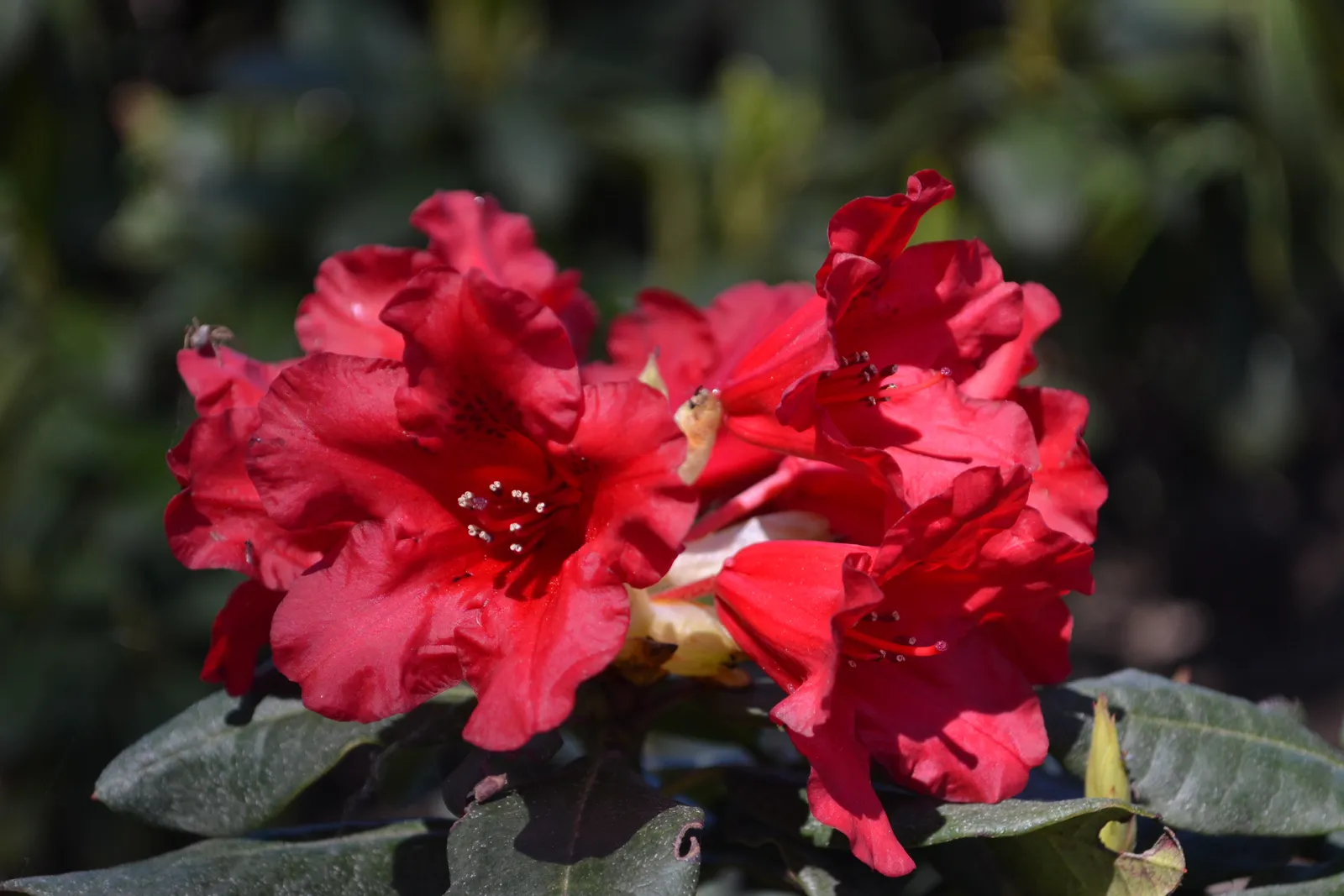 Forrestii-rododendron 'Baden-Baden', 15-20 cm - bild 2
