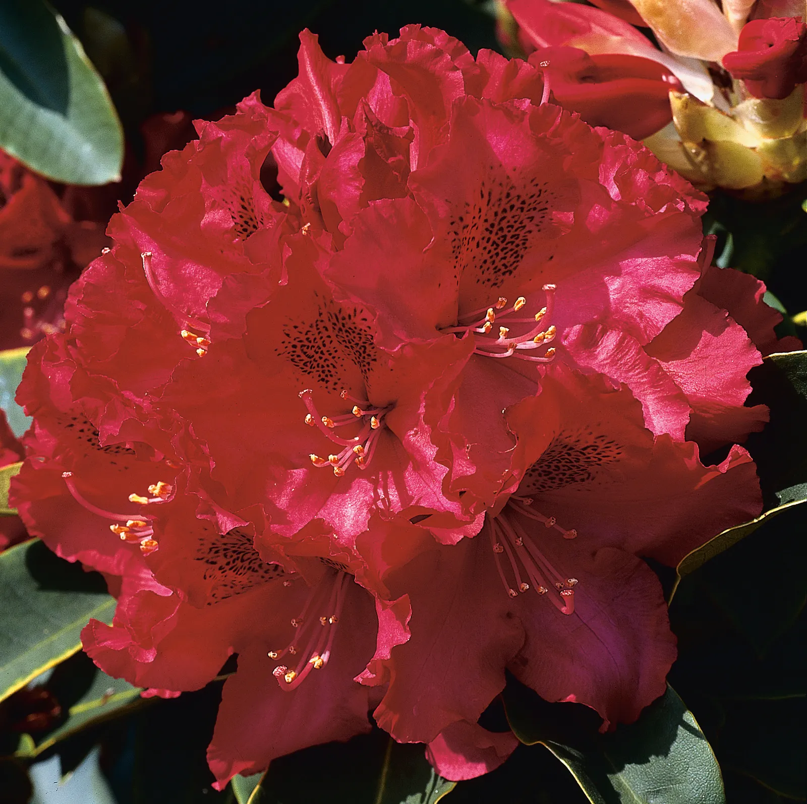 Parkrododendron 'Nova Zembla', 30-40 cm - bild 2