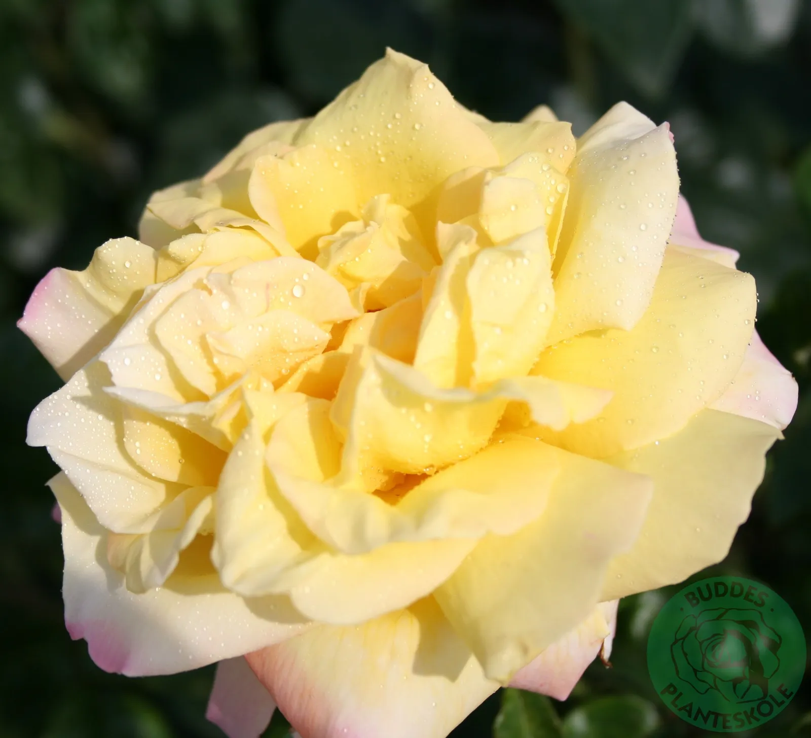 Tehybridros PEACE®, syn. tehybridros 'Mme A. Meilland' - bild 2