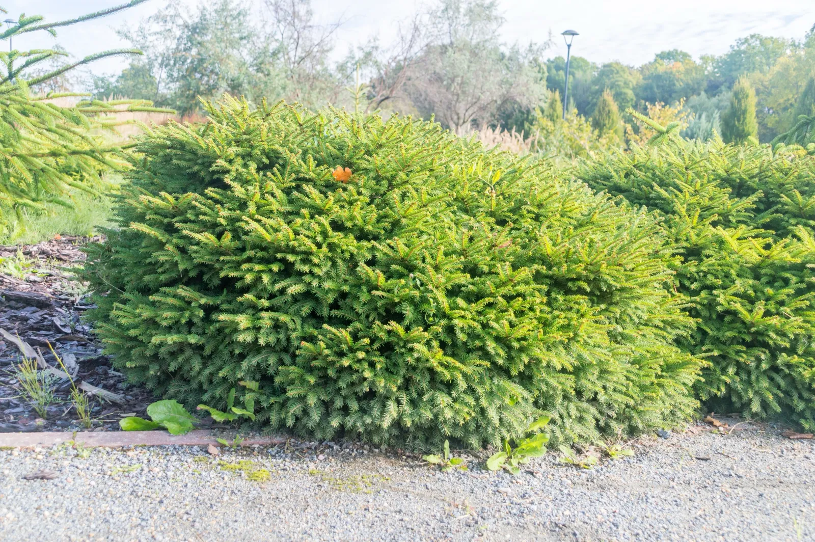 Fågelbogran, 25-30 cm - bild 5