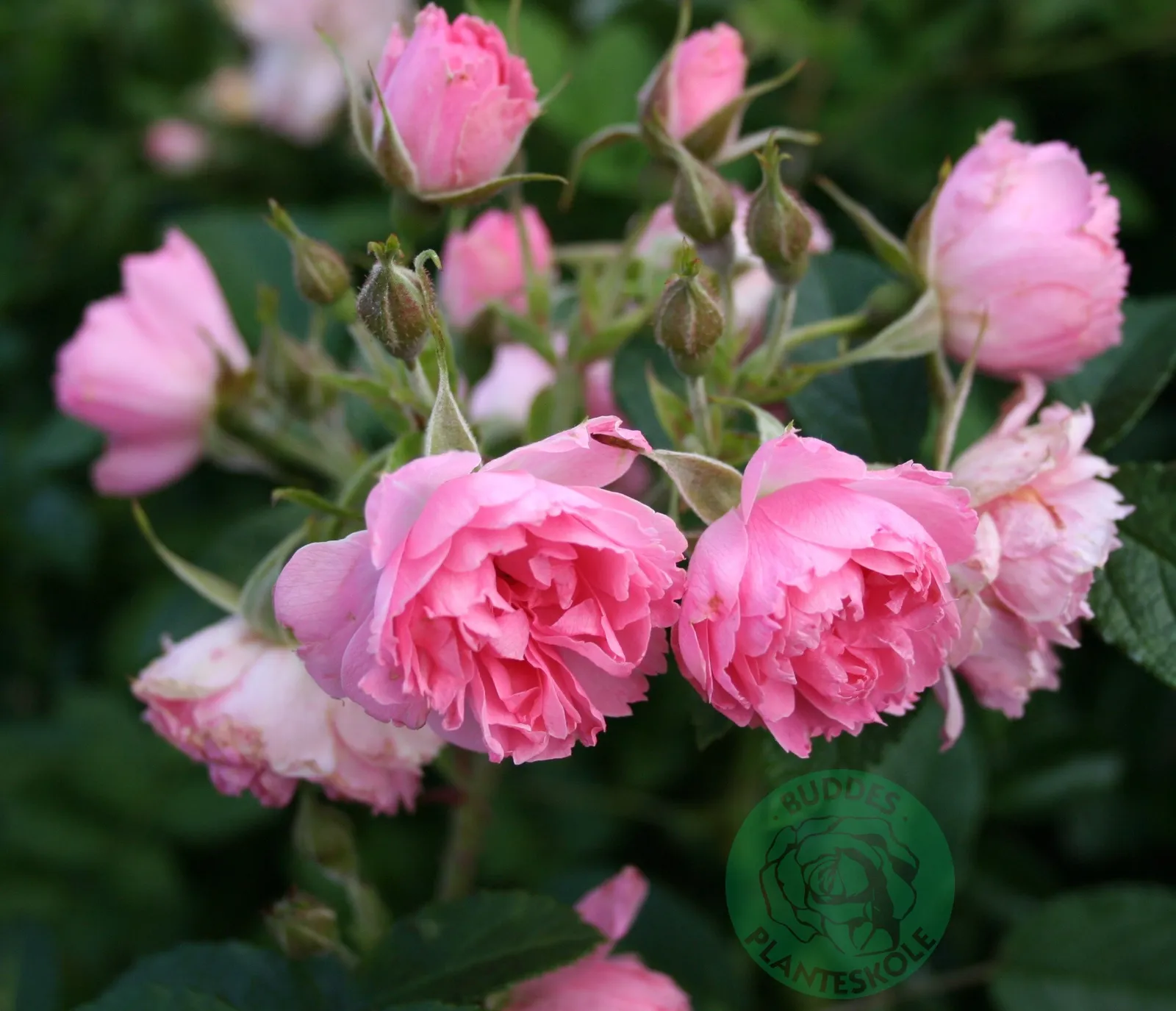 Rugosa-ros 'Pink Grootendorst' - bild 1
