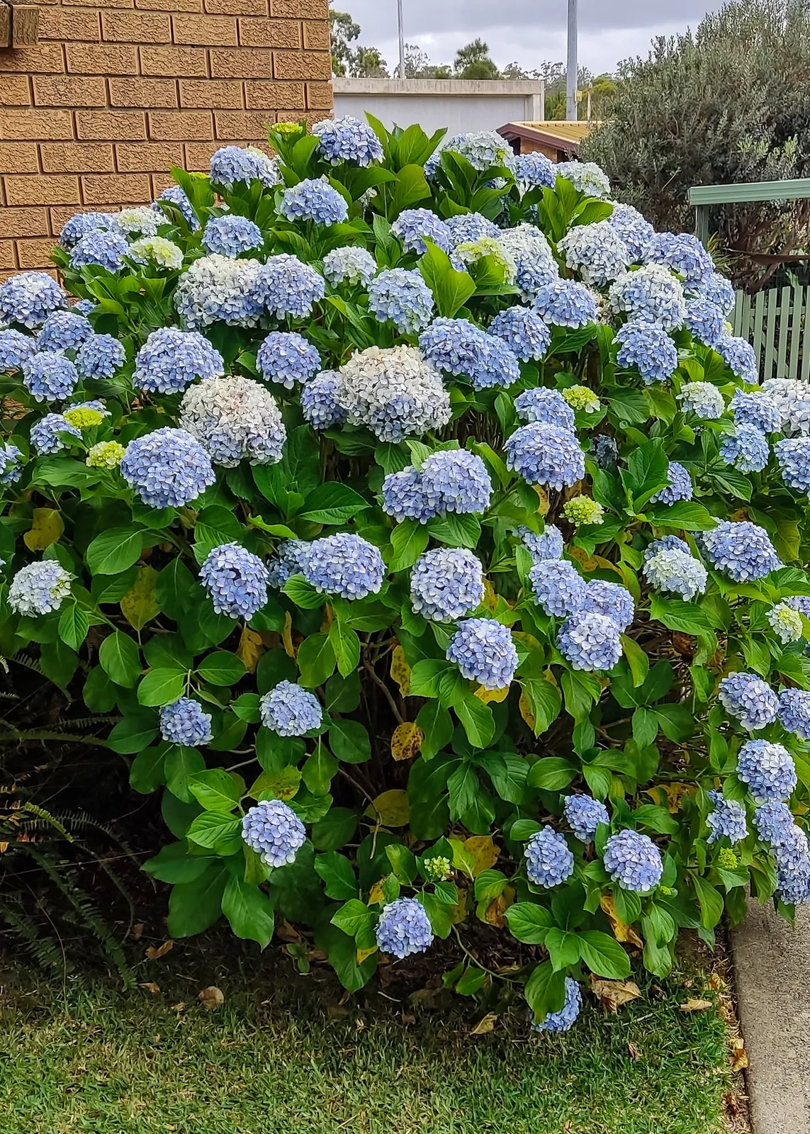 Hortensia 'Nikko Blue' - bild 5