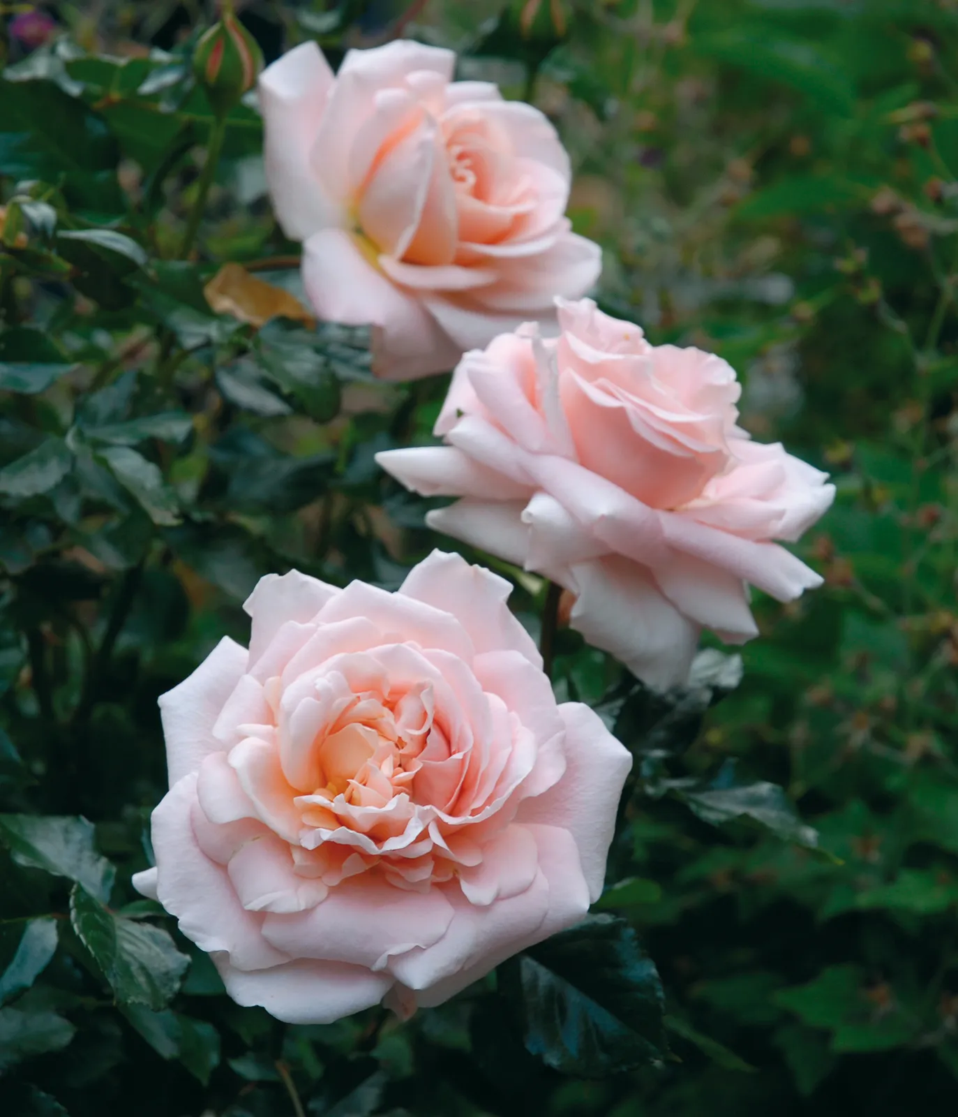 Floribundaros KALMAR ('Poulkalm') - bild 1