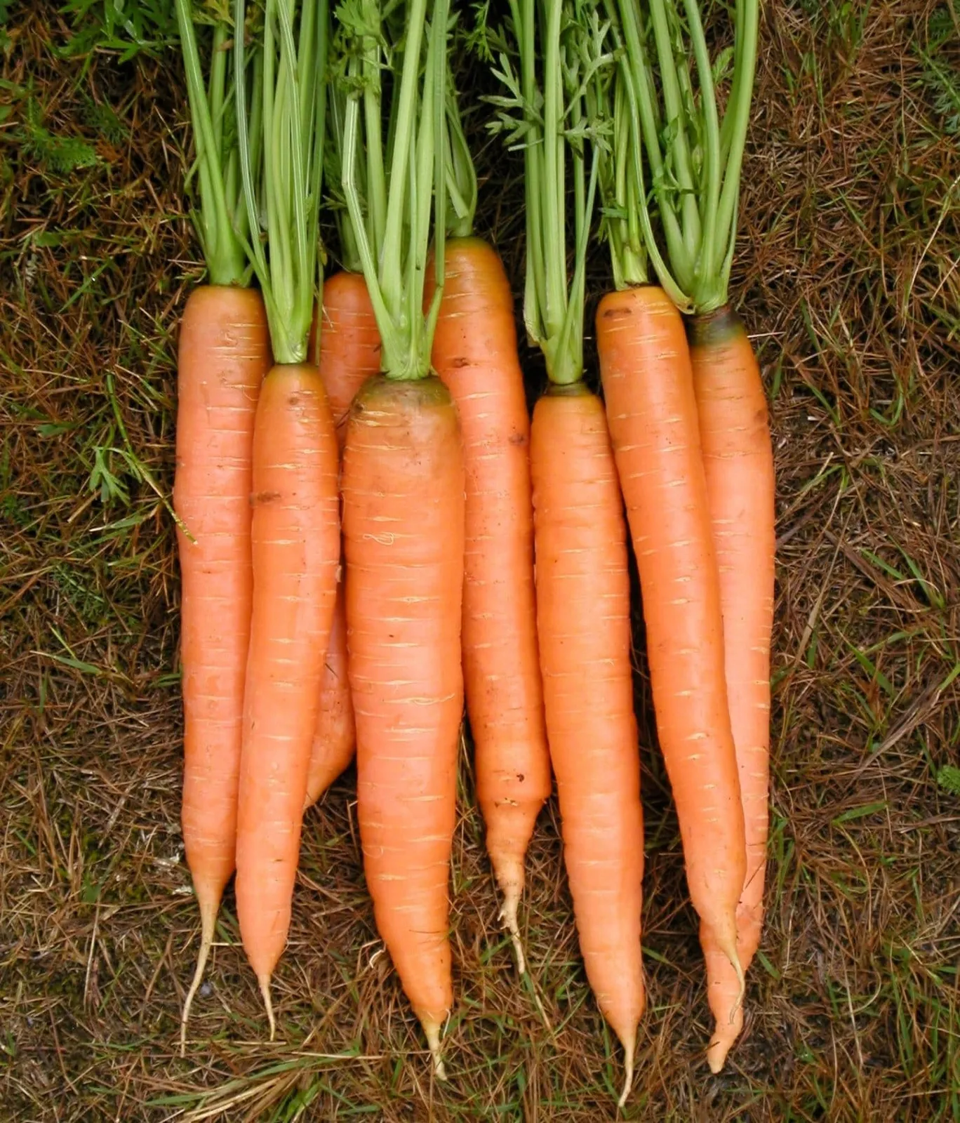Amsterdam Forcing morot frö med orange morötter