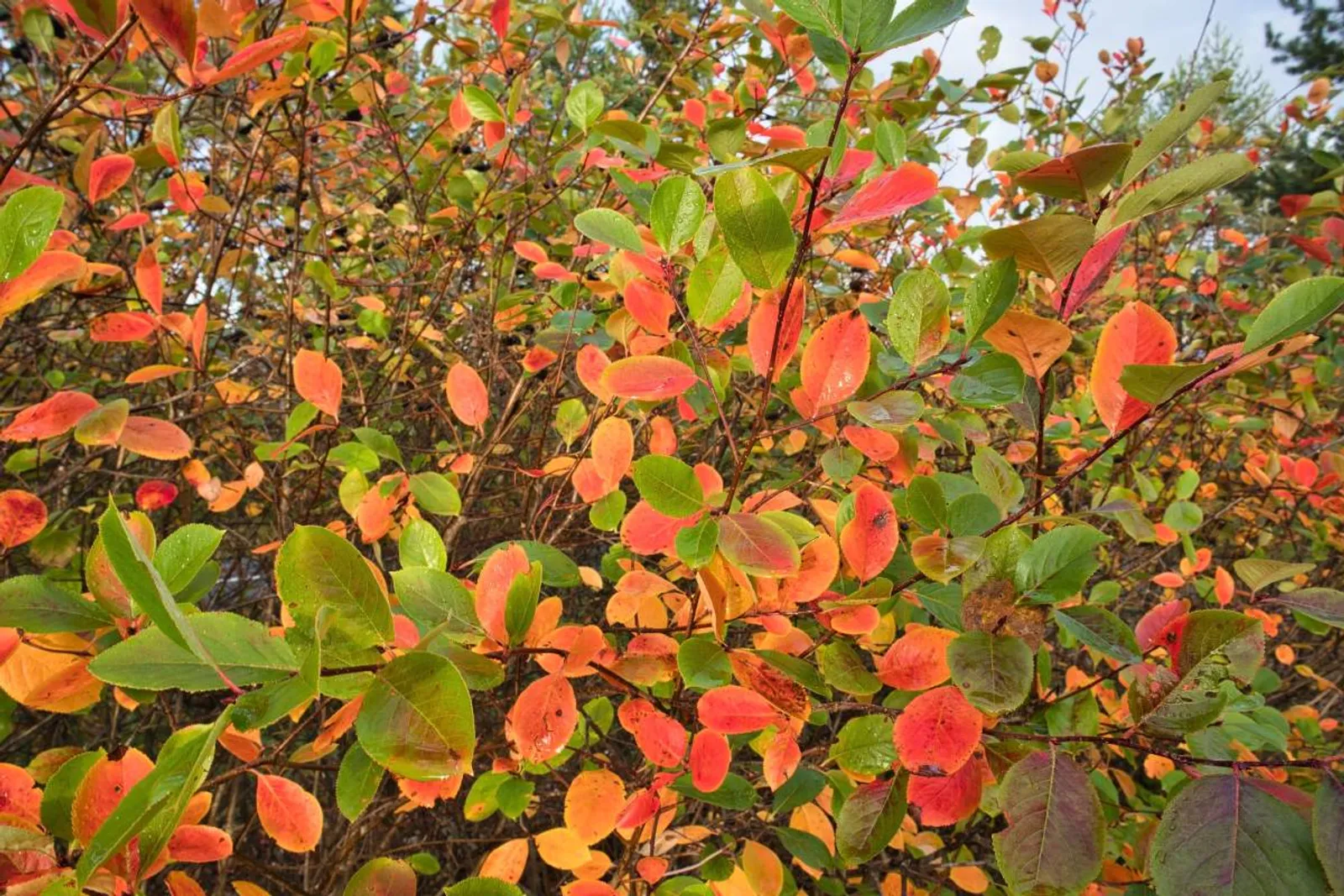 Slånaronia 'Elata', 60-100 cm, Goliat — detalj 5