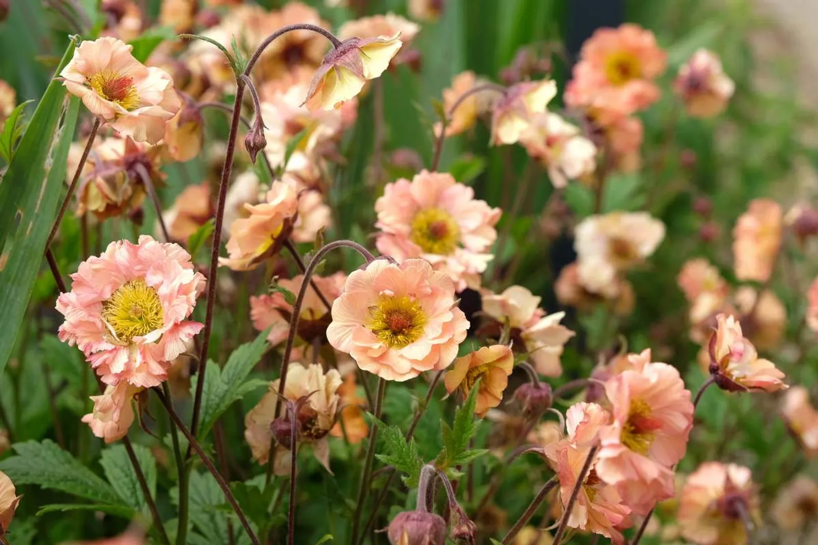 Trädgårdsnejlikrot 'Mai Tai' med aprikosfärgade blommor, charmig perenn med lång blomningstid.