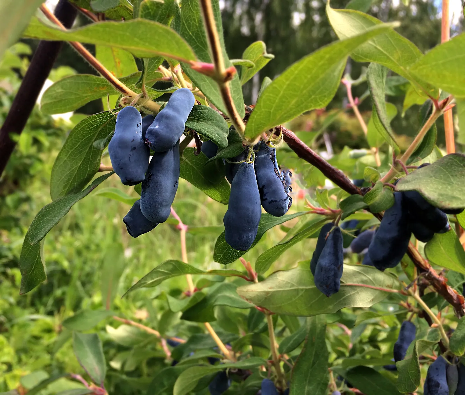 Blåbärstry 'Aurora' - bild 2