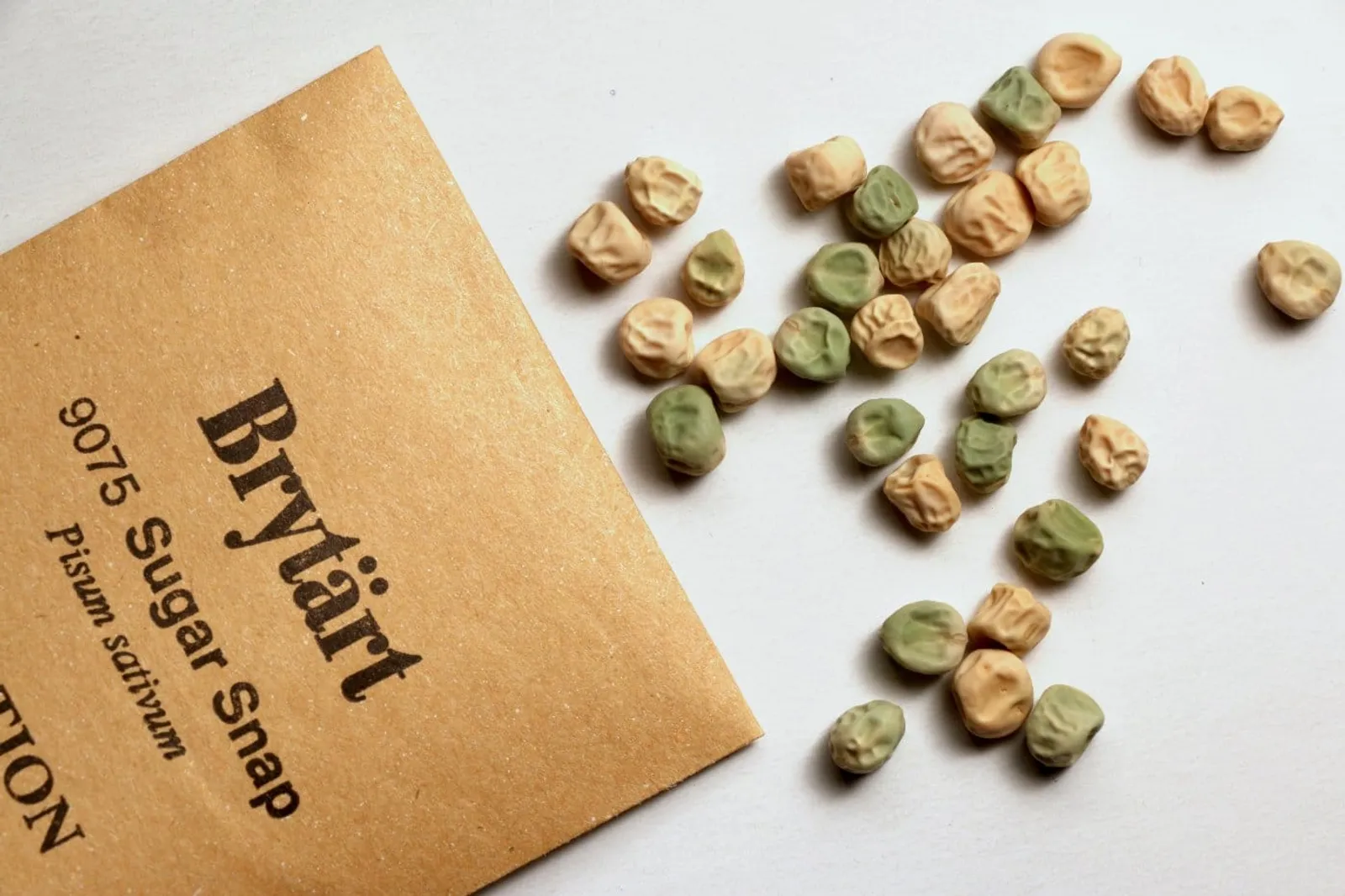 Brytärt Sugar Snap ekofrö i beige och gröna nyanser spridda runt brun fröpåse