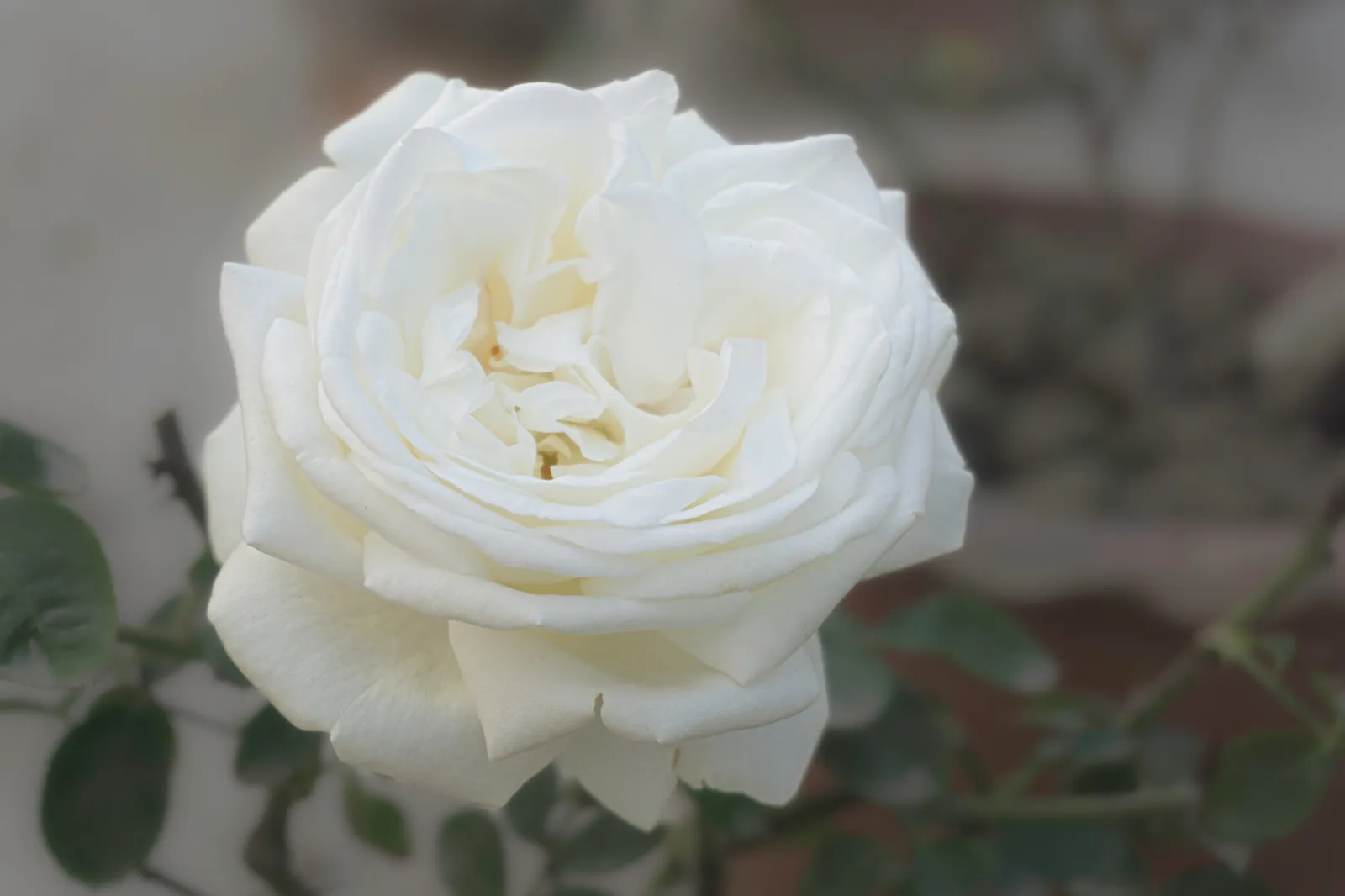 Floribundaros LA PALOMA '85 ('Tanamola') - bild 3