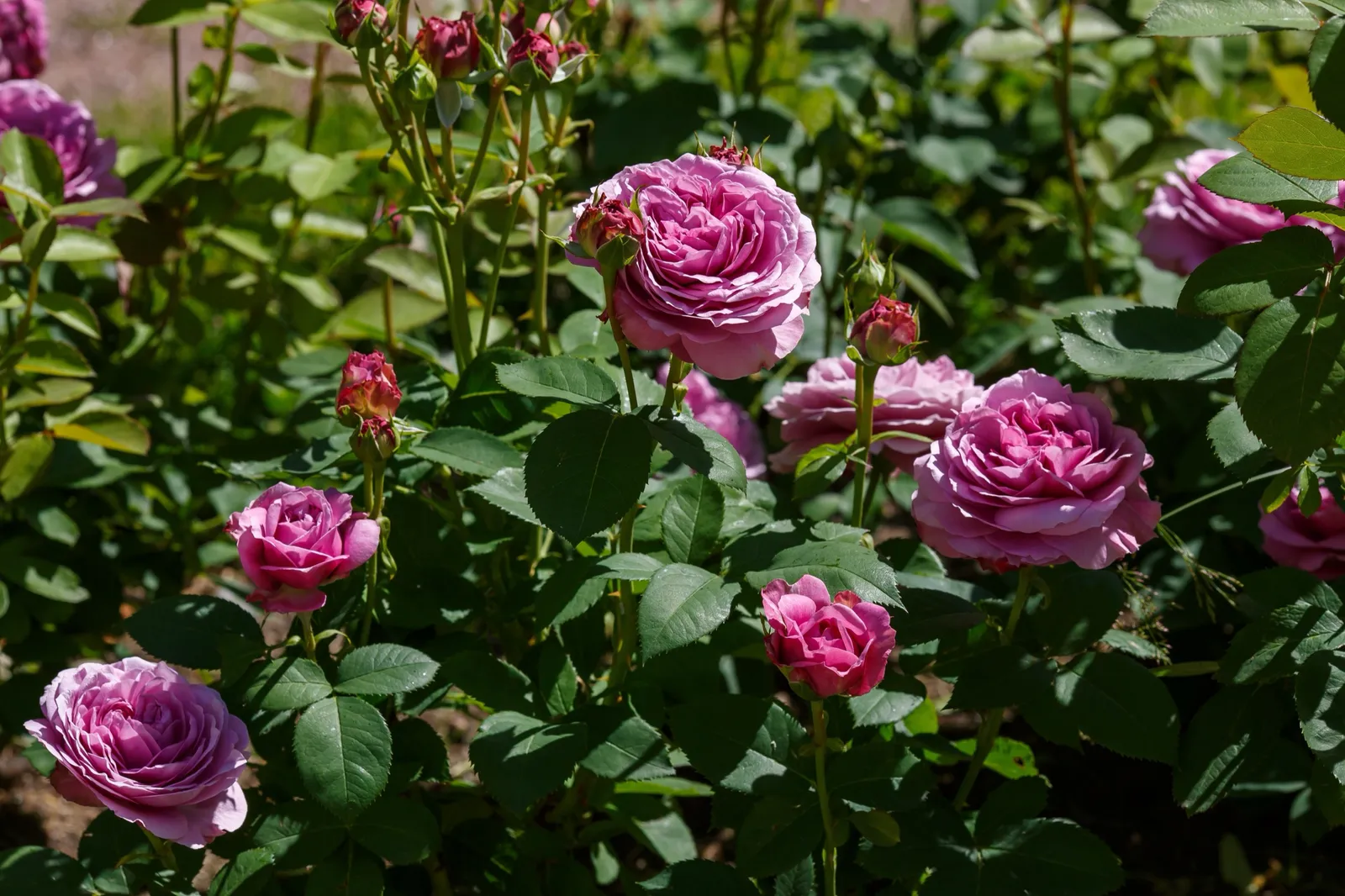 Floribundaros LAVENDER ICE® ('Tan04249'PBR) - bild 4