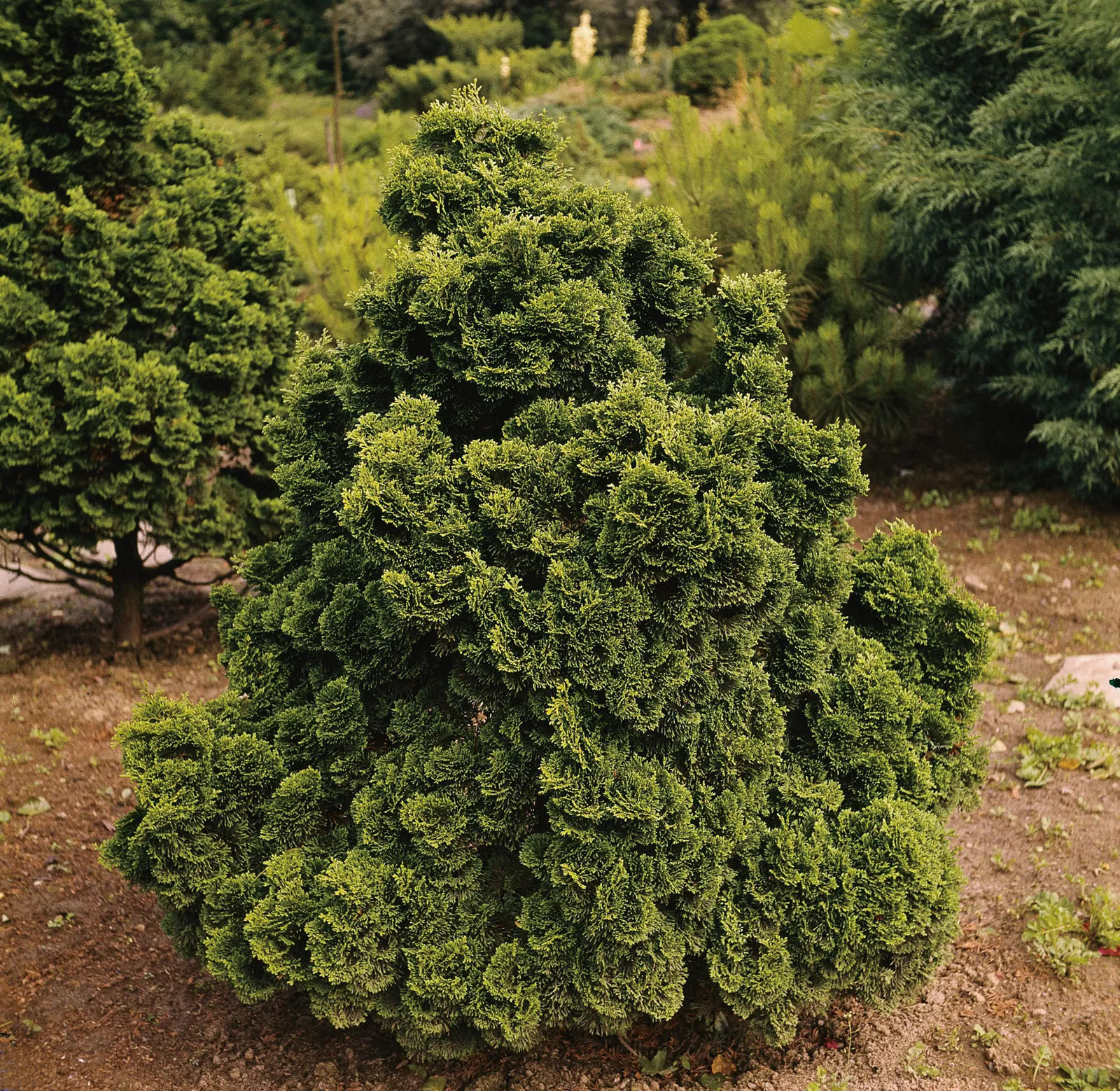 Japansk ädelcypress 'Nana Gracilis', 20-25 cm - bild 1