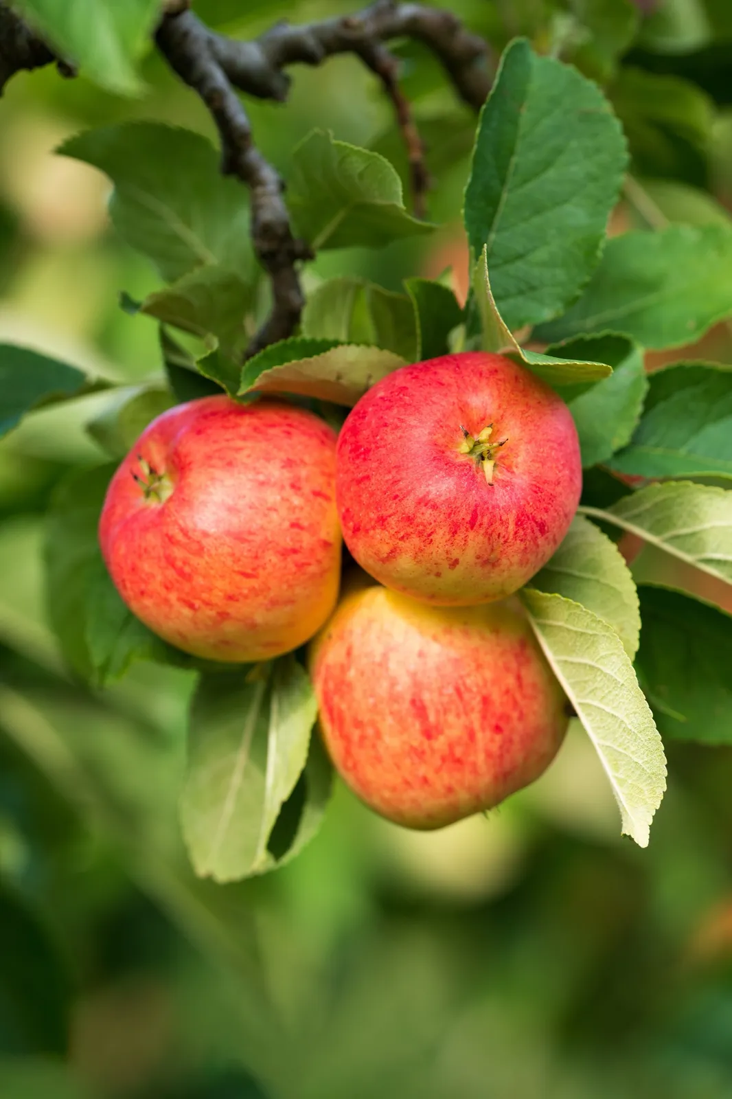 Äpple TRULSA® E ('SLUBGD1458'), inkl. uppbindnings kit - bild 2