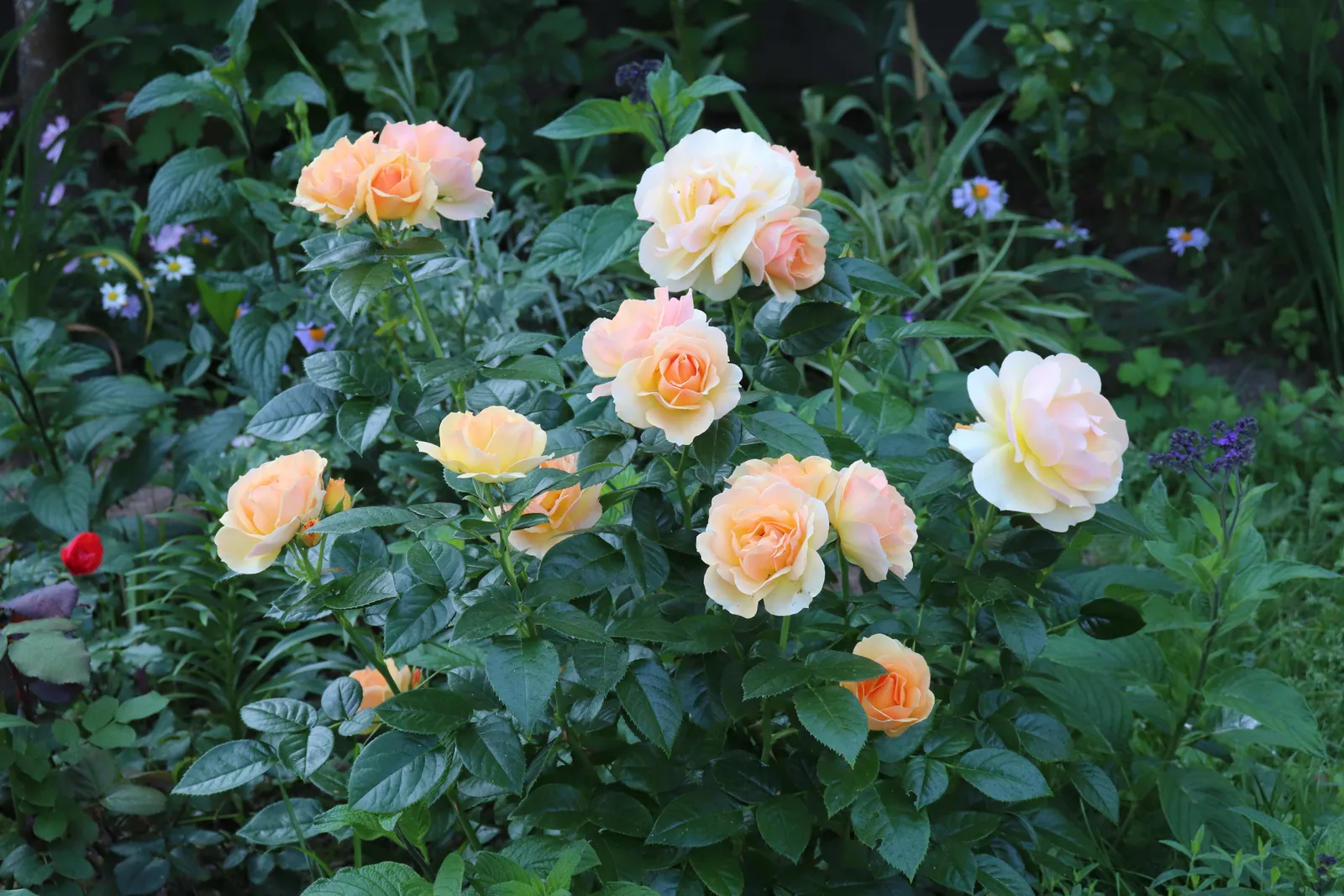 Floribundaros HANSESTADT ROSTOCK® ('Tan04603'PBR) - bild 6