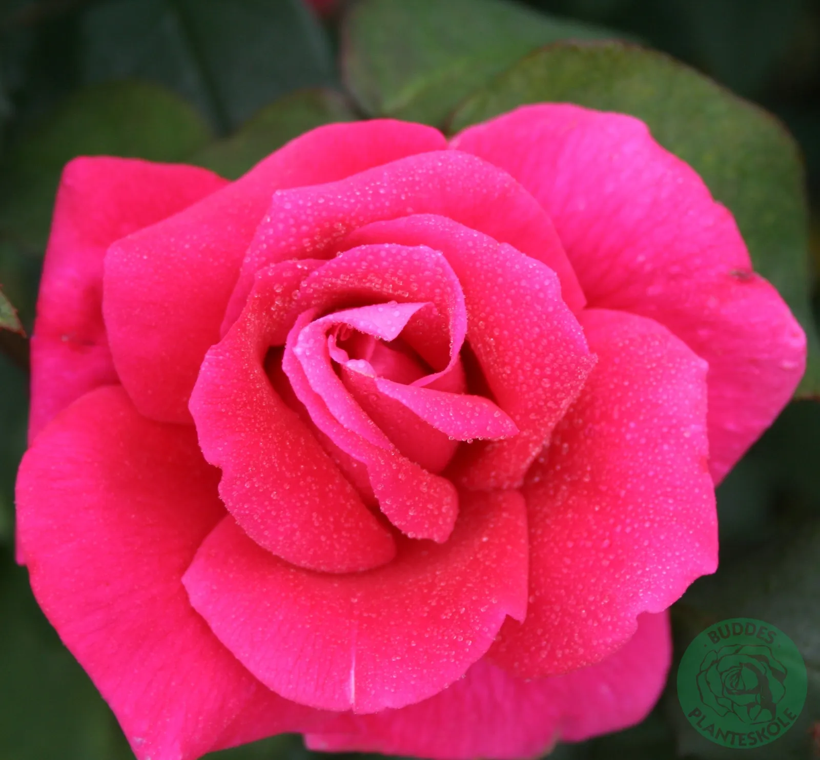 Tehybridros 'Hanne' - bild 1