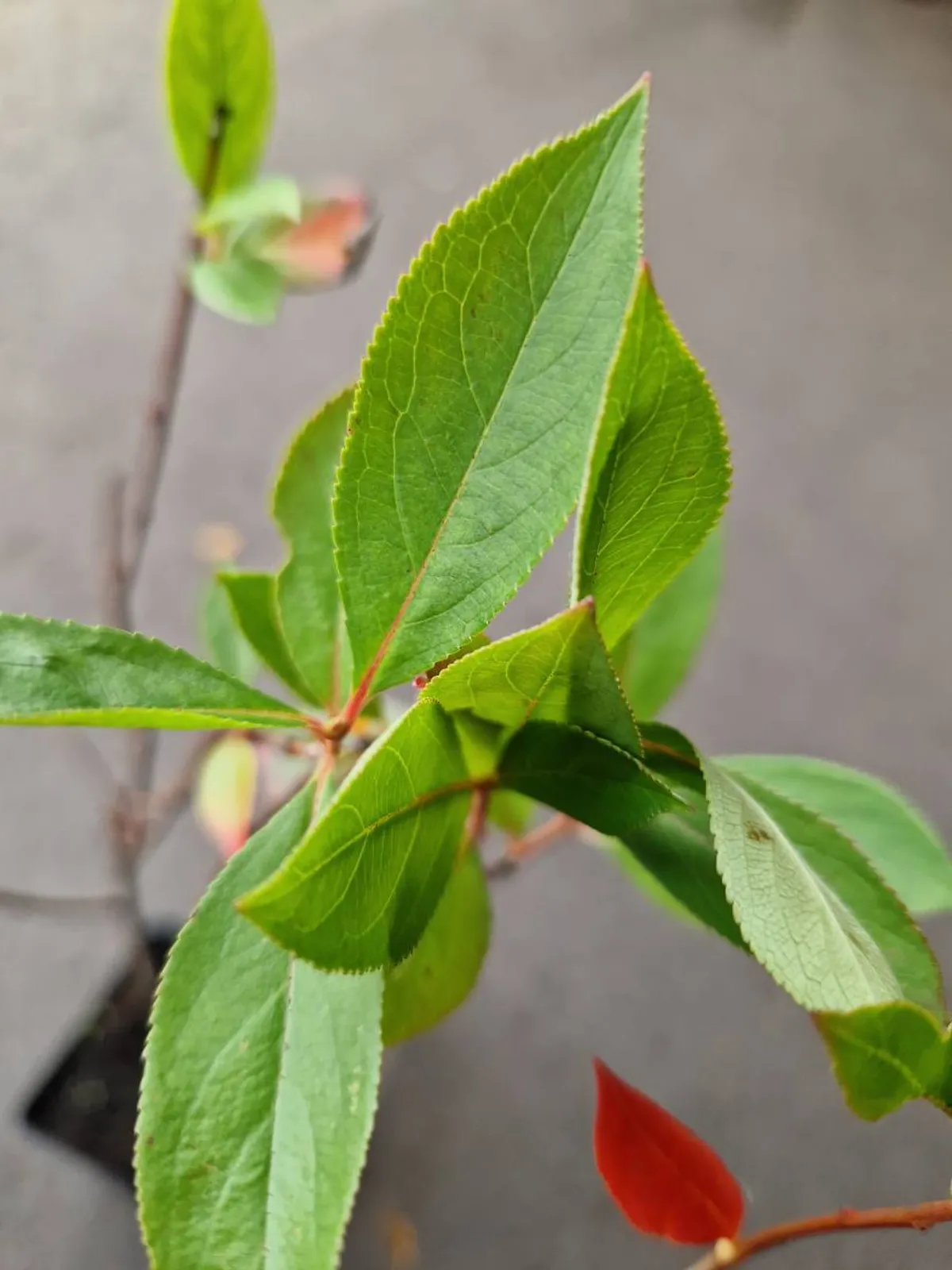 Svartaronia 'Hugin', 20-40 cm — detalj 7