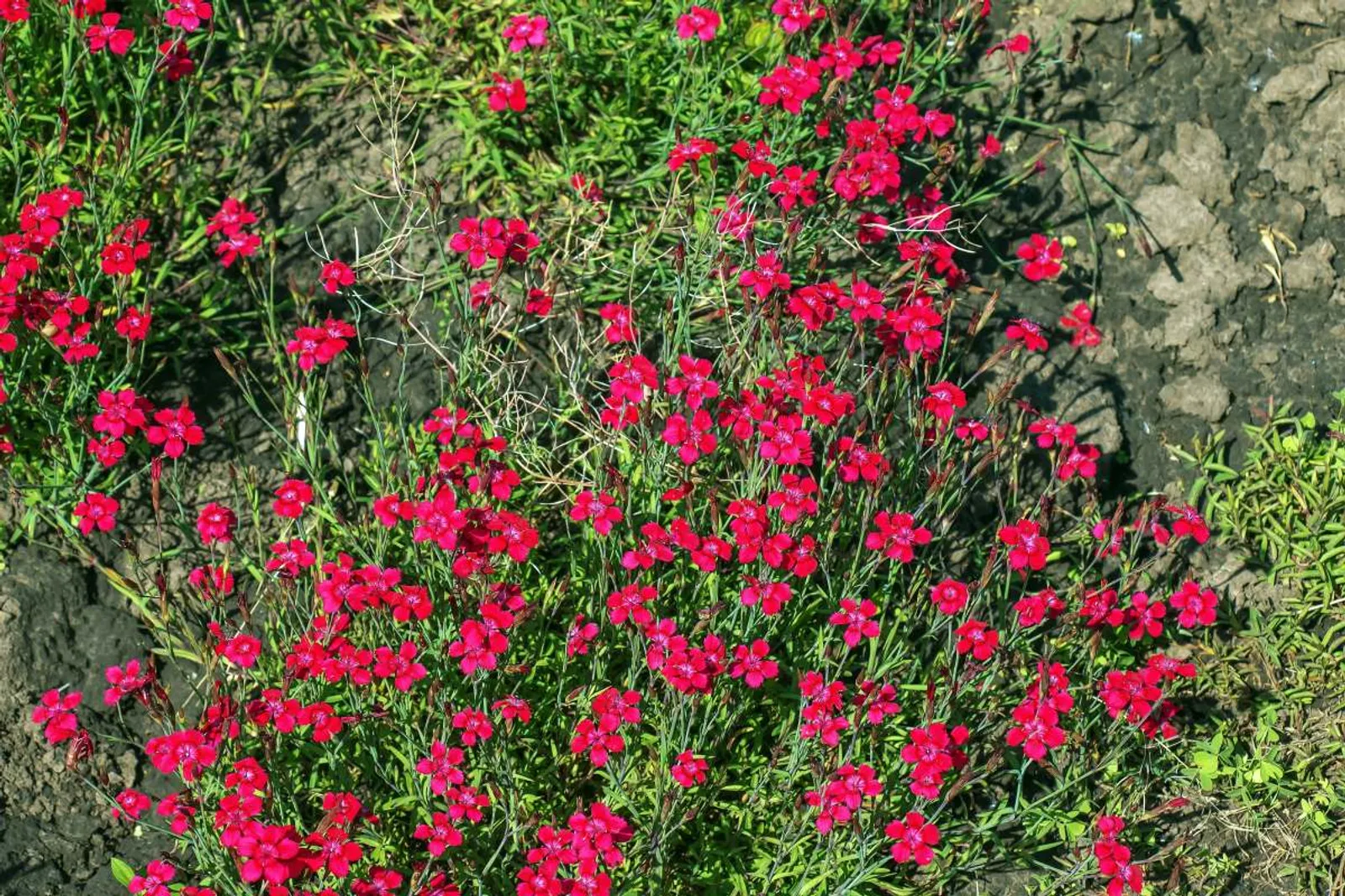 Backnejlika 'Brilliant' med klarröda blommor, lågväxande perenn perfekt för stenpartier och rabattkanter.
