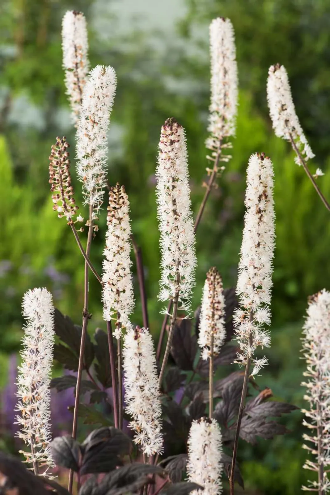 Höstsilverax 'Pink Spike' med rosa-vita doftande blomaxlar och mörkt bronsfärgat bladverk.