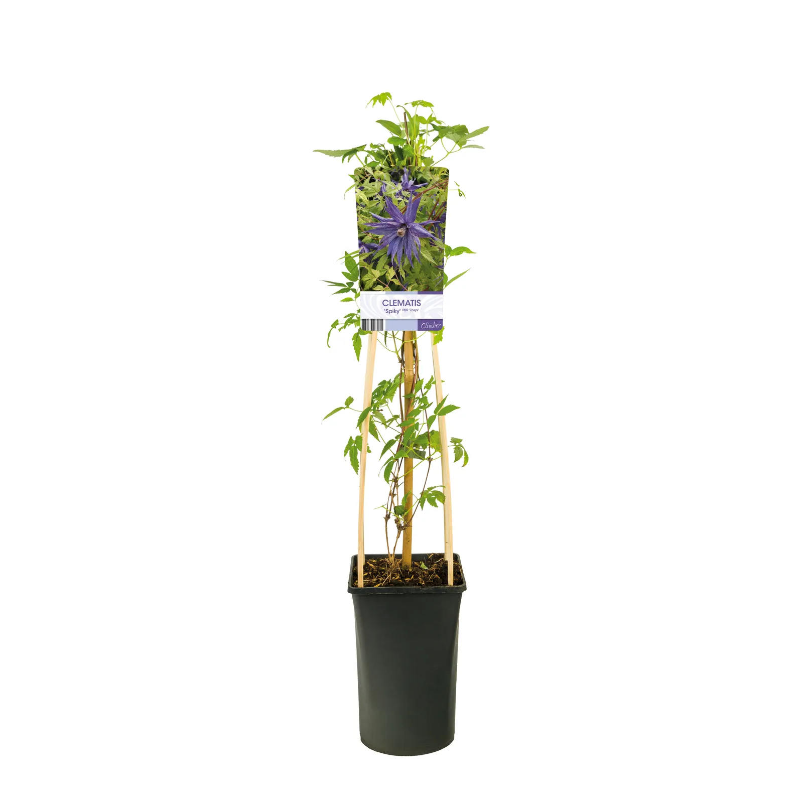Atragene-klematis SPIKY ('Zospi'PBR) - bild 2