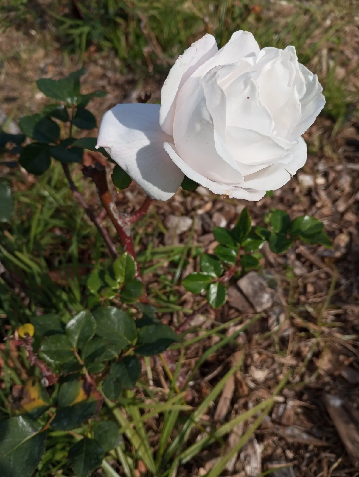 Tehybridros ROYAL COPENHAGEN ('Poulht001'PBR) - bild 2