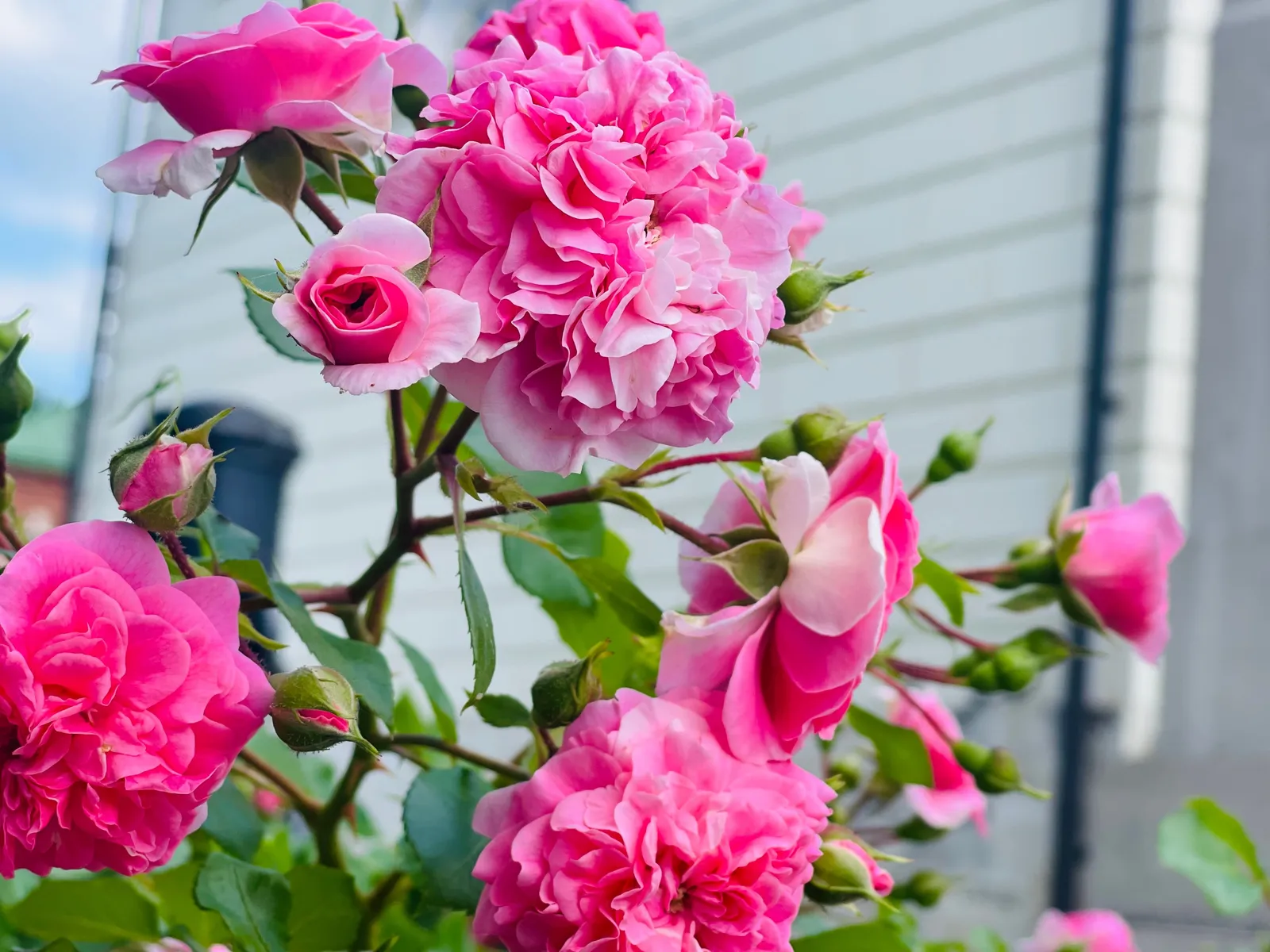Rugosa-ros 'Thérèse Bugnet' - bild 4