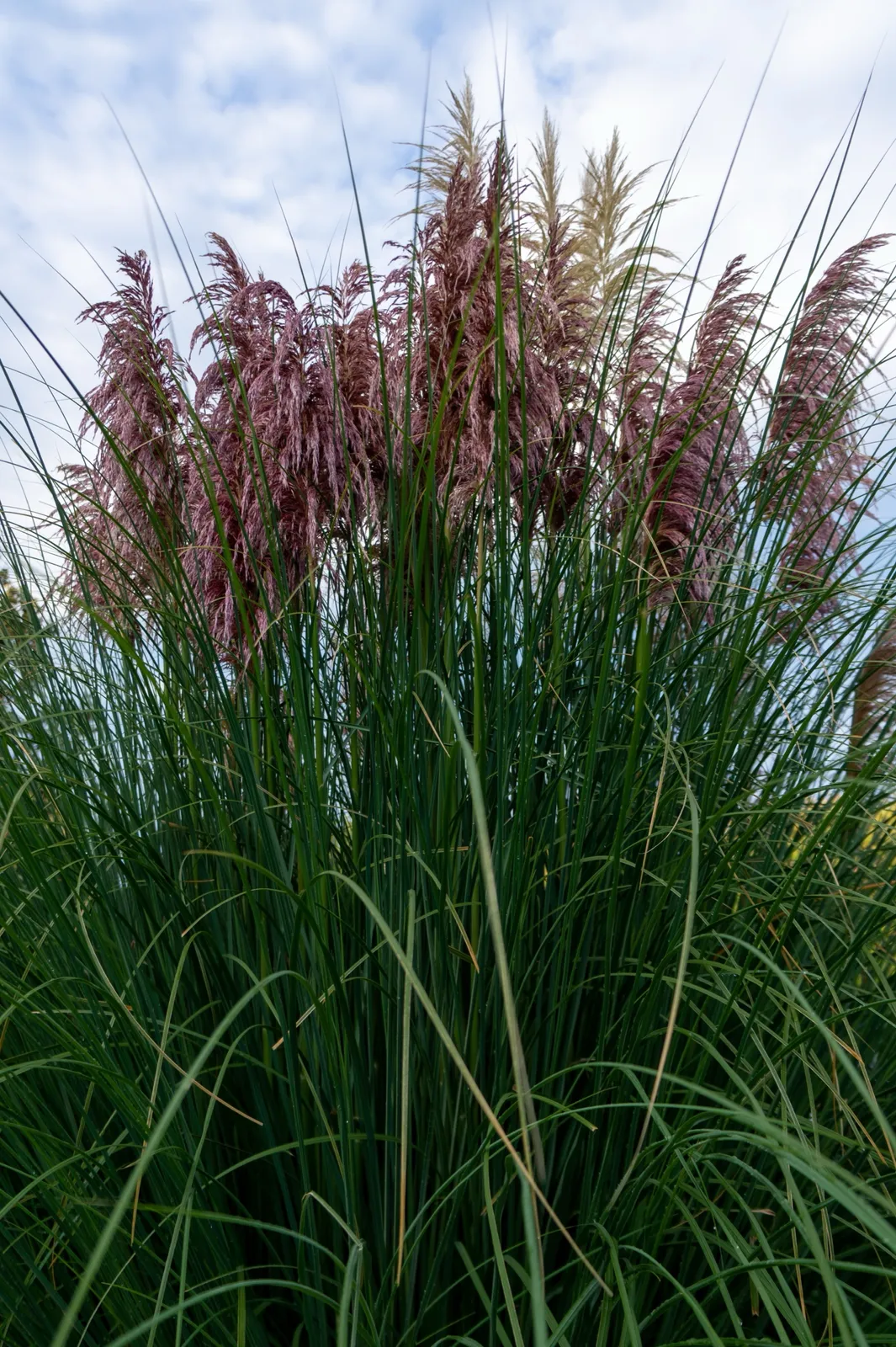 Pampasgräs 'Rosea', 2L - bild 4
