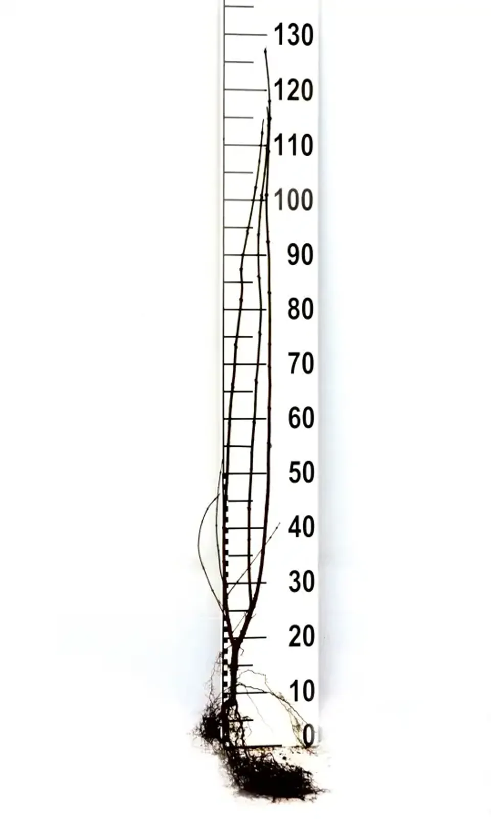 Vinterliguster 'Liga', 50-80, 3-5 grenar cm — detalj 5
