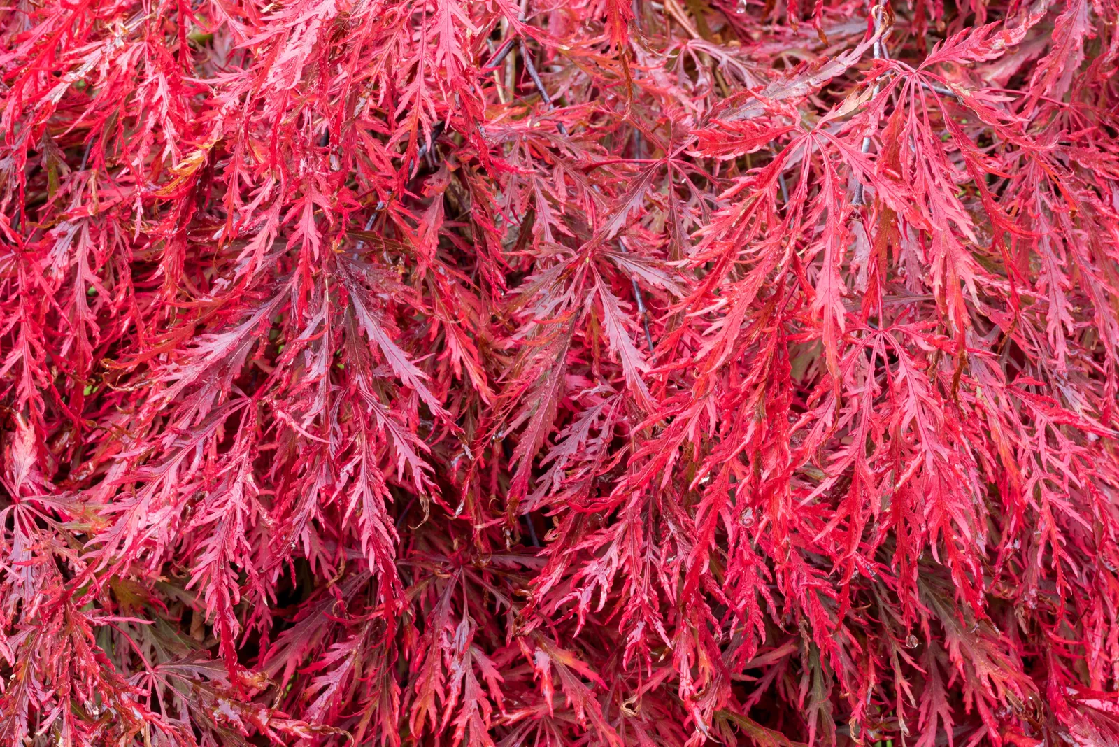 Flikbladig japansk lönn 'Garnet' - bild 5