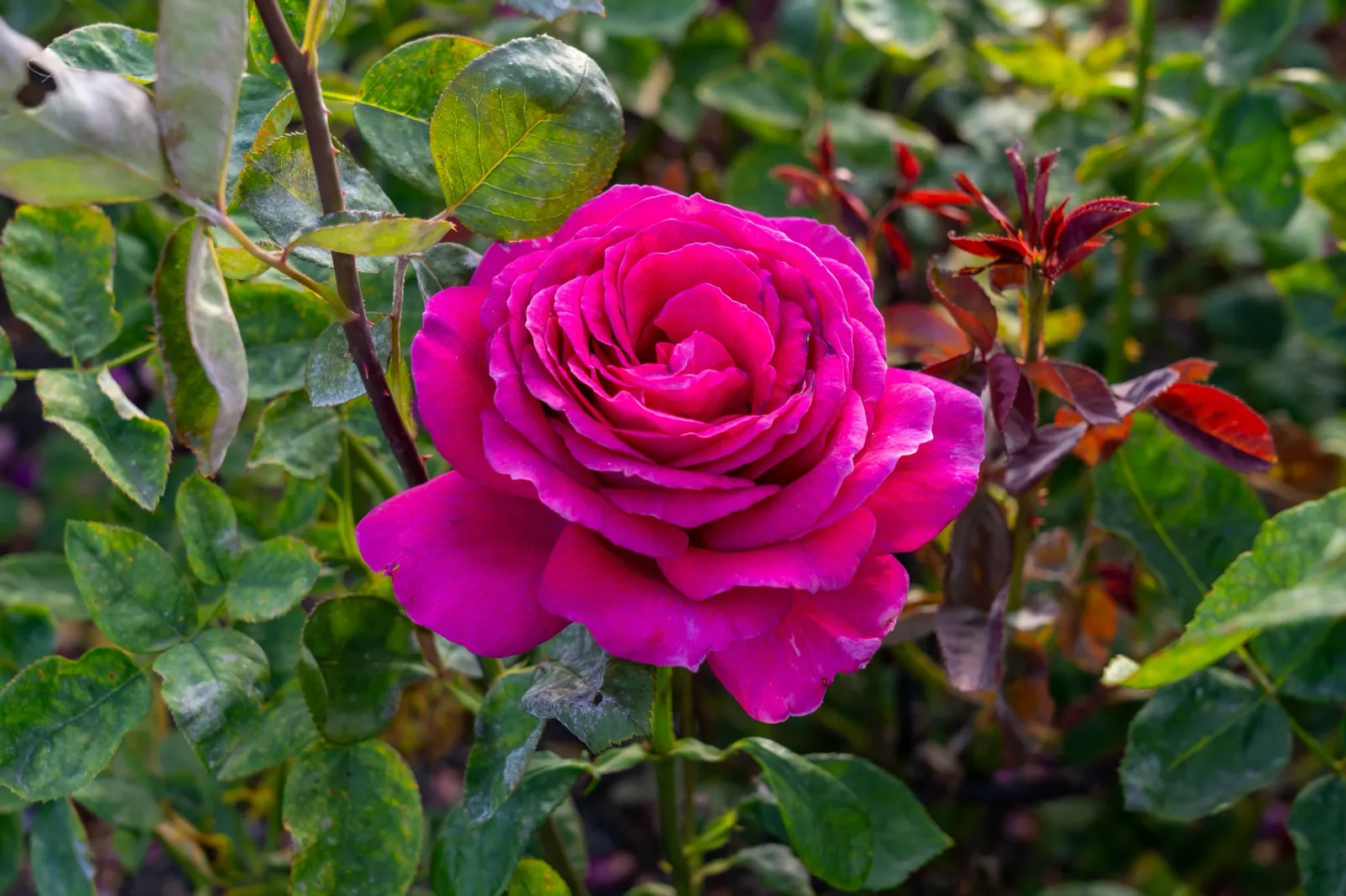 Tehybridros BIG PURPLE ('Stebigpu') - bild 3