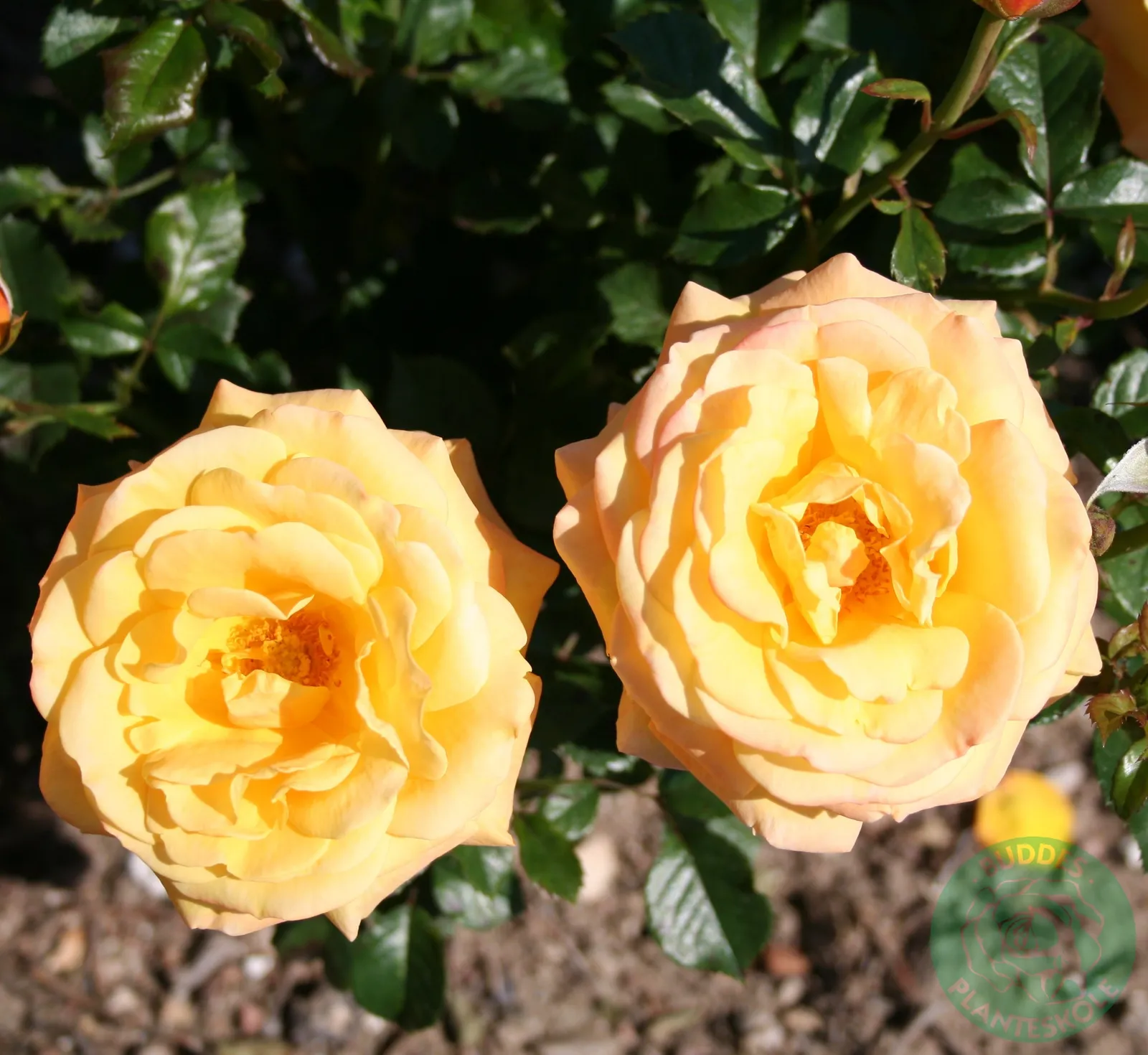Tehybridros 'Amber Flush' - bild 1