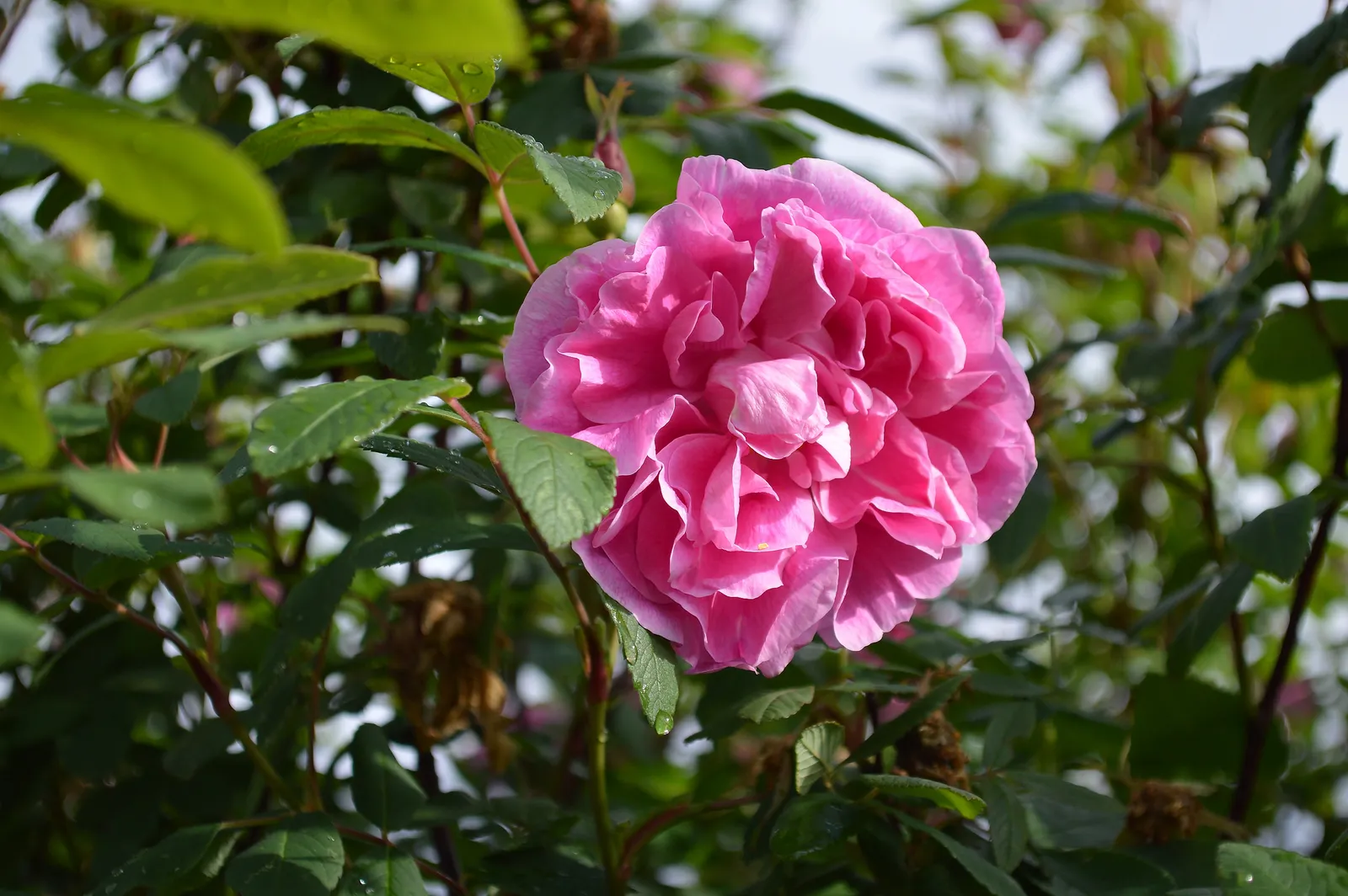 Rugosa-ros 'Thérèse Bugnet' - bild 2