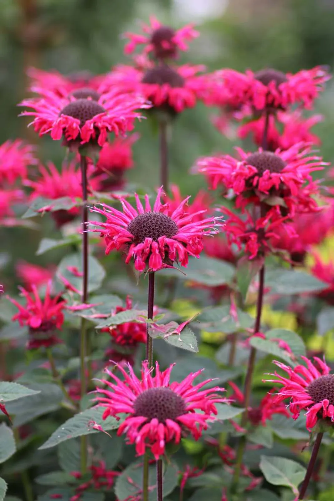 Temynta 'Bee-Happy' med röda blommor, doftande perenn som lockar bin och fjärilar.