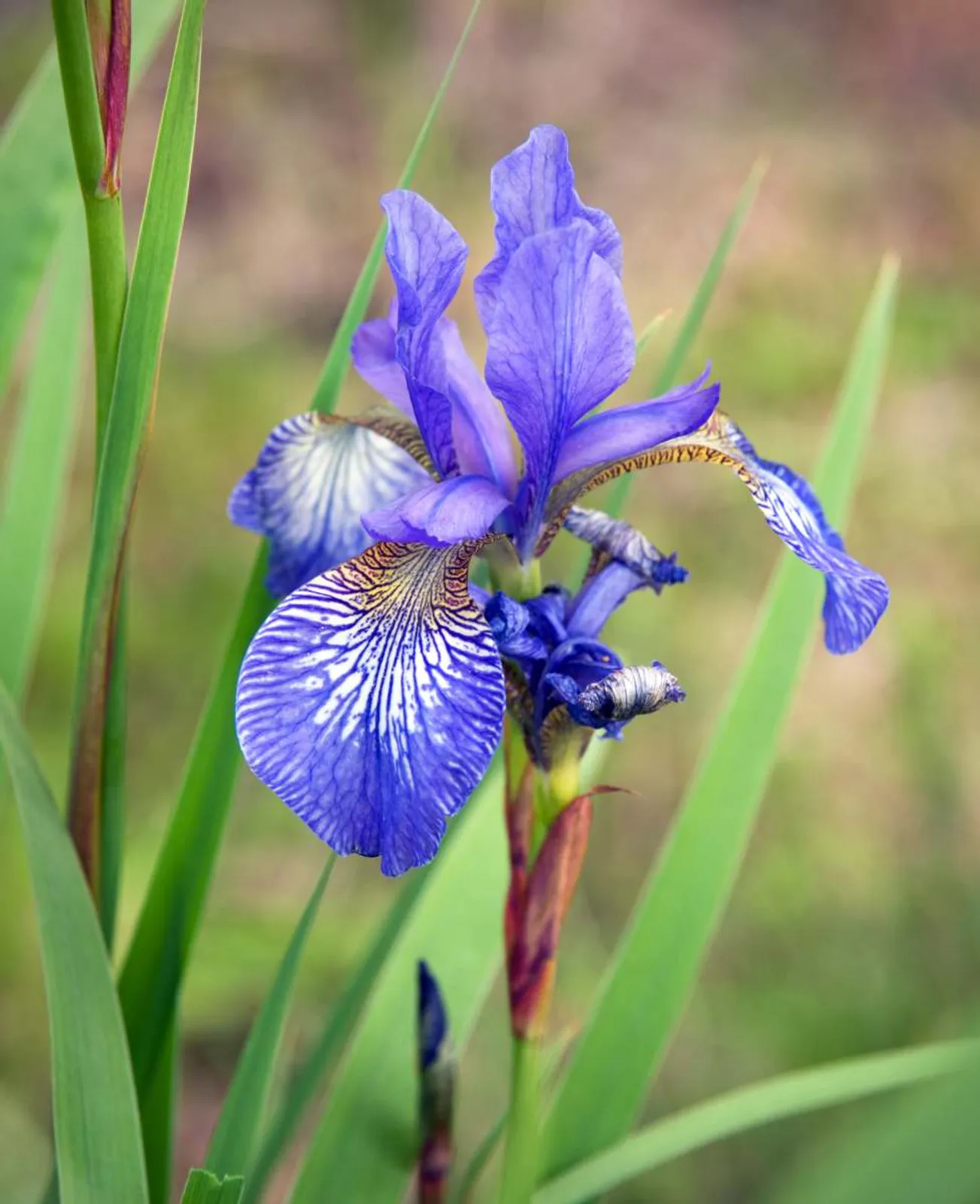Rabattiris 'Blue King' med blå blommor, strandiris som trivs i fuktiga lägen.