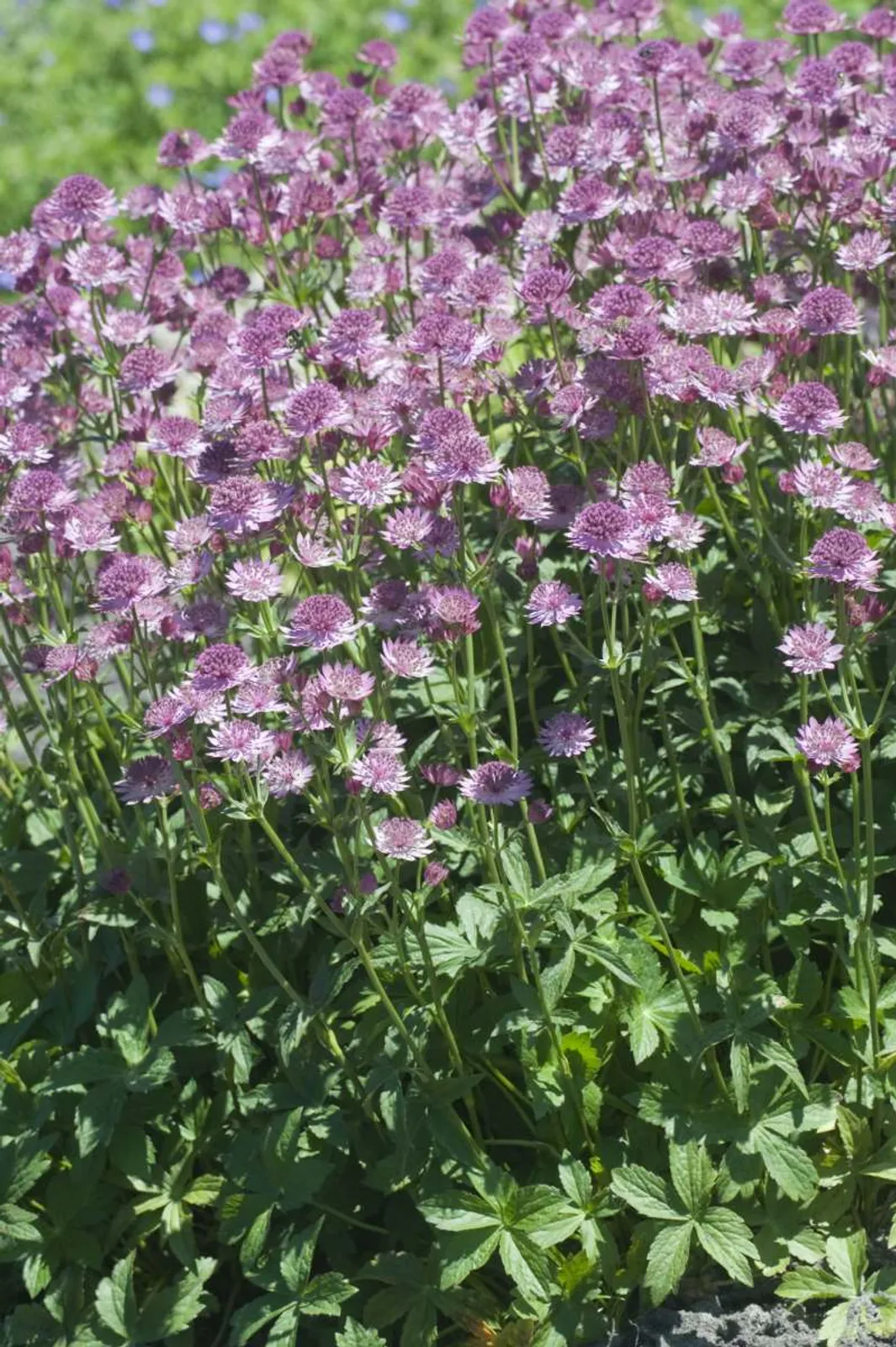 Stjärnflocka 'Roma' med rosa-vita blommor och vackert flikiga blad, perfekt för woodland-planteringar.