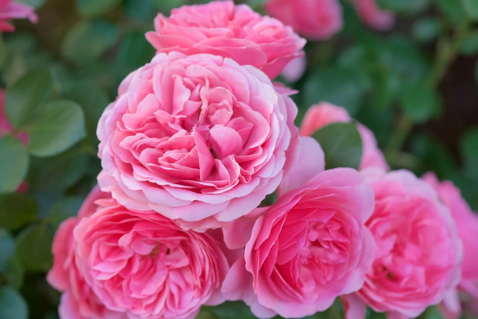 Floribundaros LEONARDO DA VINCI ('Meideauri') - bild 5